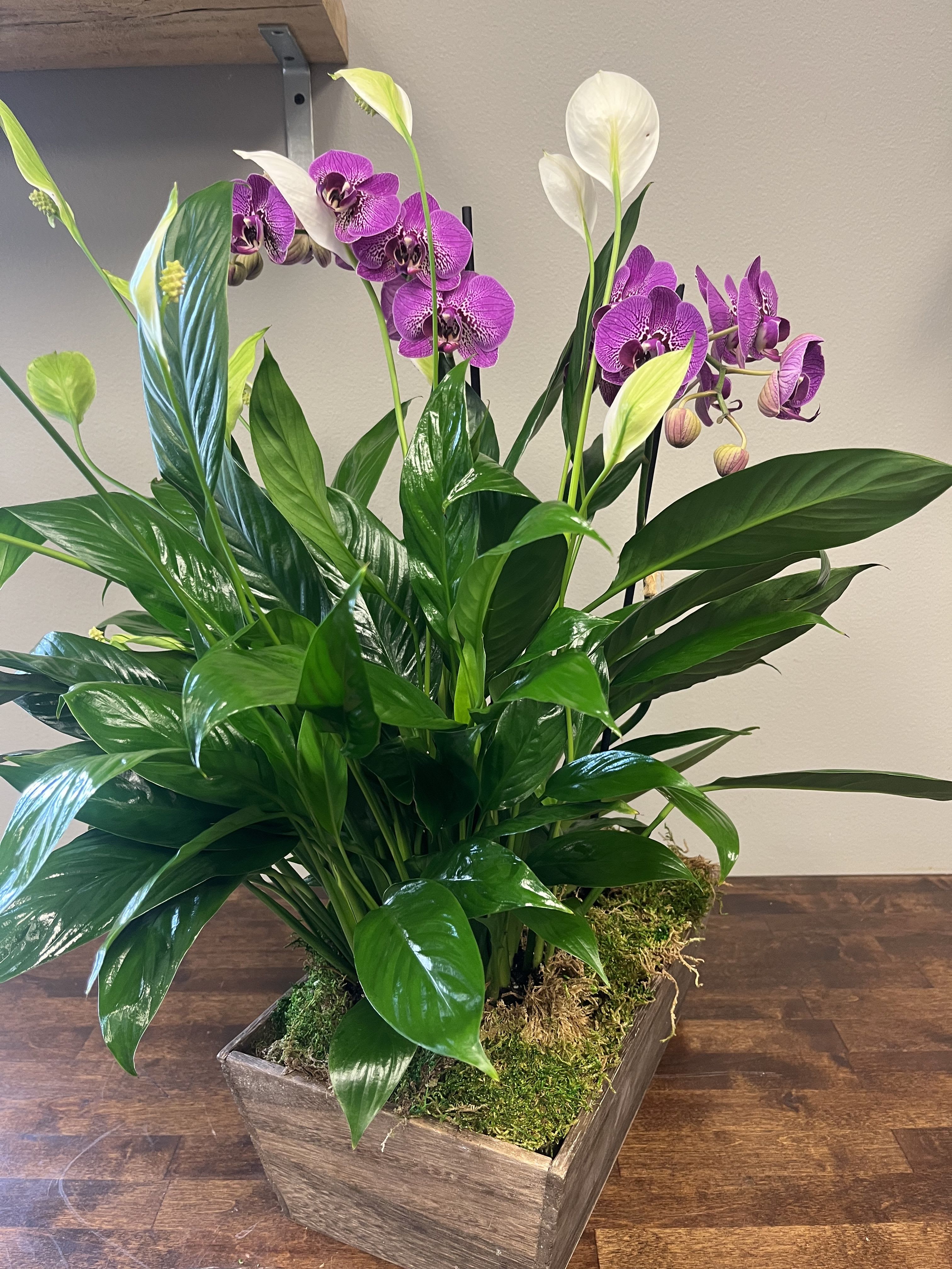 Orchid Peace Lily Basket - A lush peace lily and a majestic orchid make for a lovely expression of thoughts and love.  This full basket measures approximately 16" wide and 20" high.  This planter comes with a white orchid, but if you prefer a different color, please note that in florists instructions.