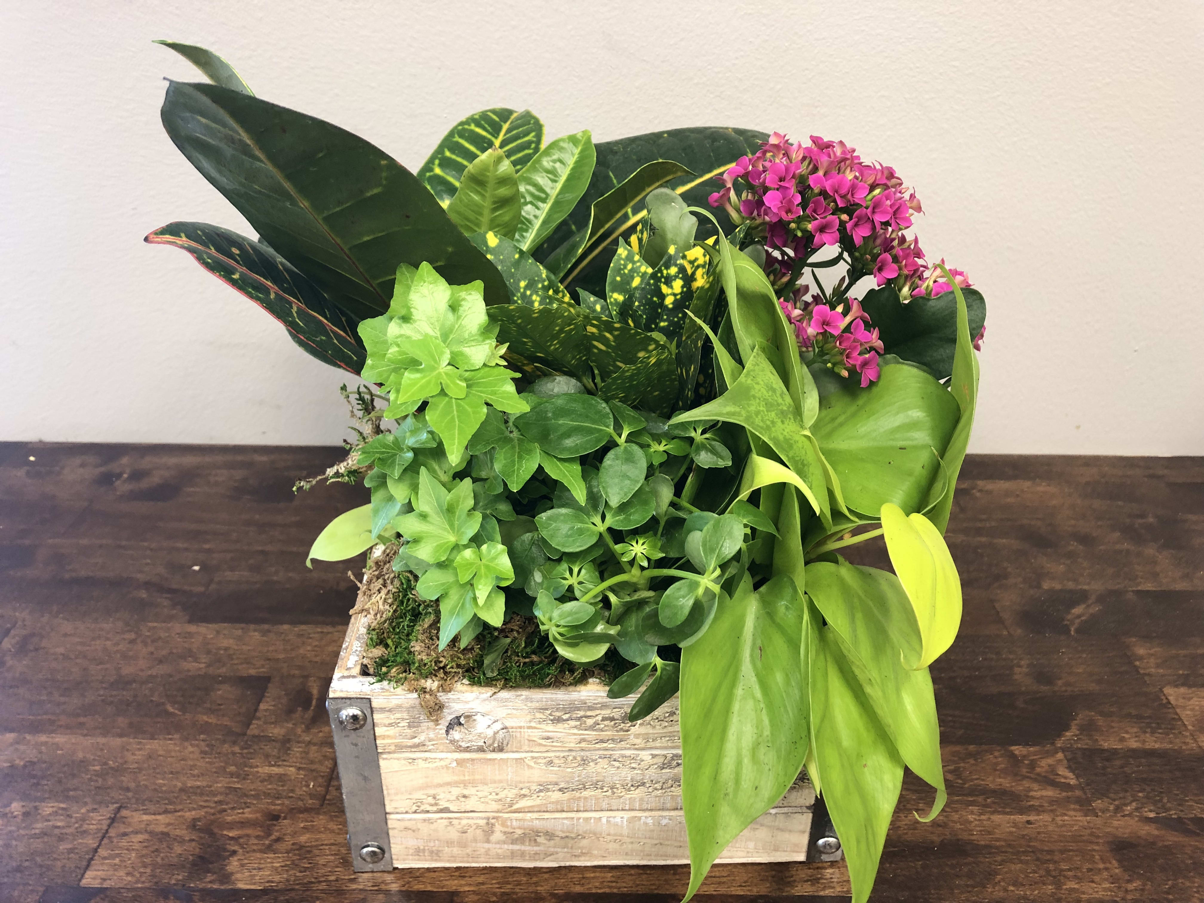 Mixed green plant arrangement with pink flowers in a wooden box