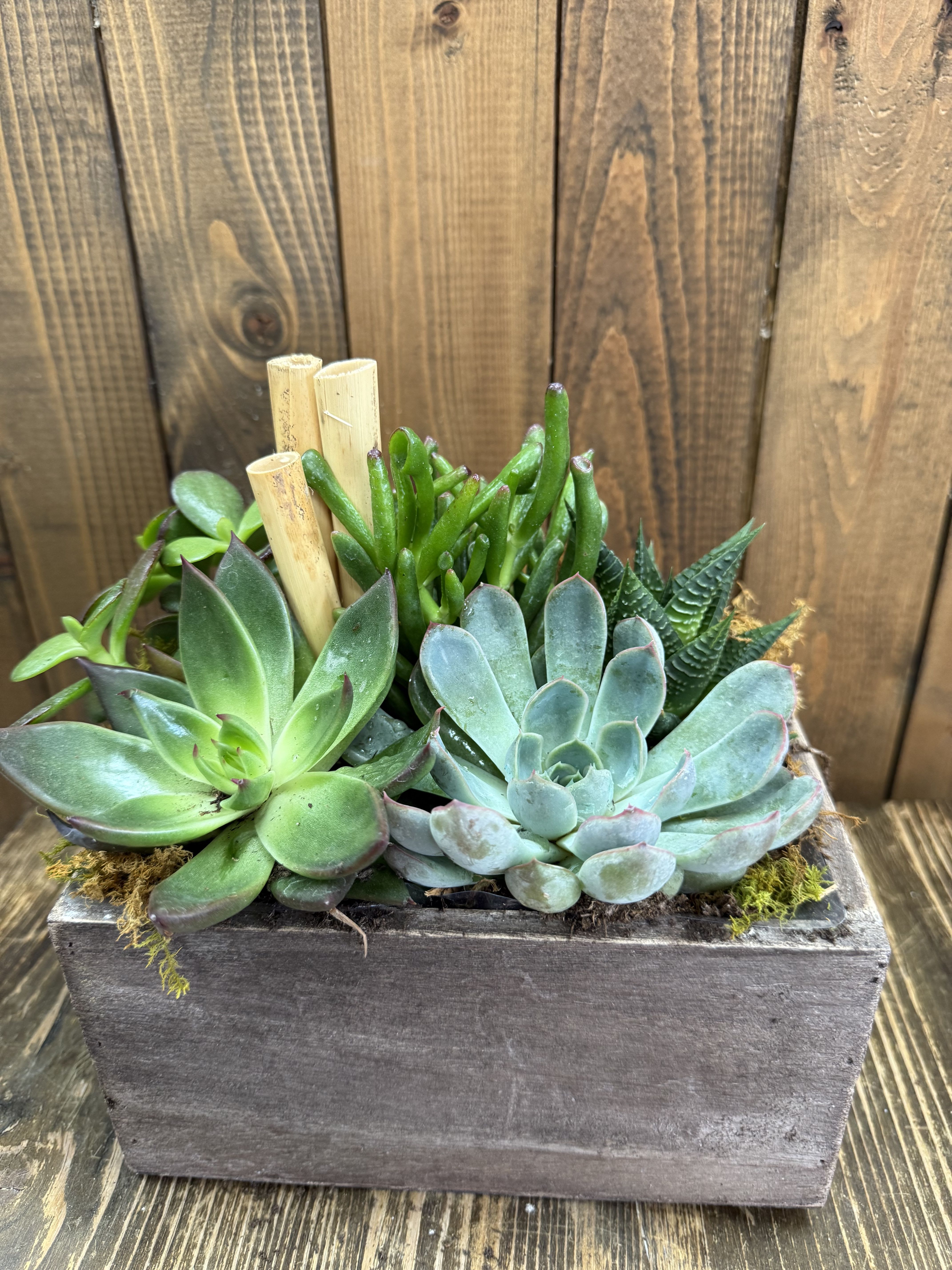 Succulent arrangement in a rectangular wooden planter with bamboo stakes