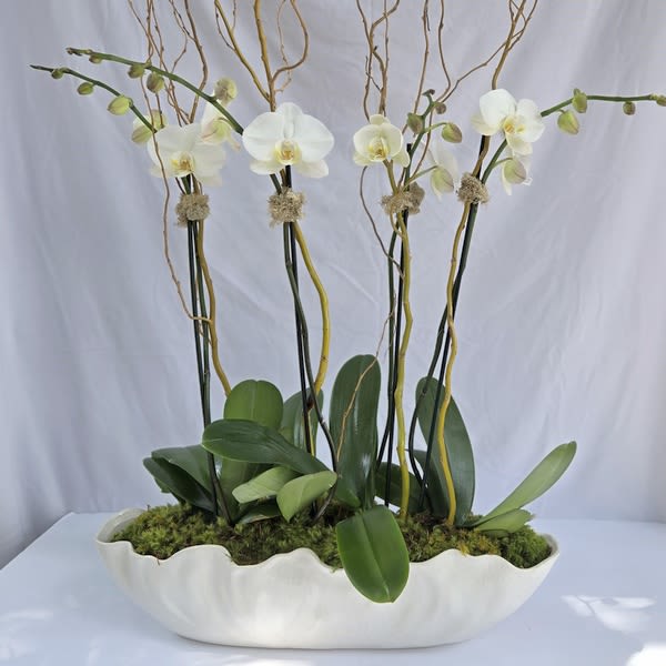 Long white planter with white phalaenopsis orchids, moss, and tall curly branches arranged upright.