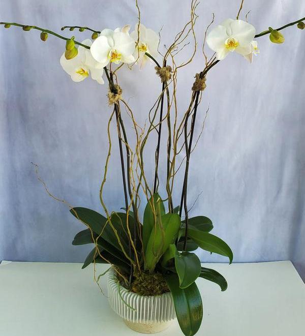 Potted white phalaenopsis orchid plant with tall stems in a white ribbed ceramic bowl