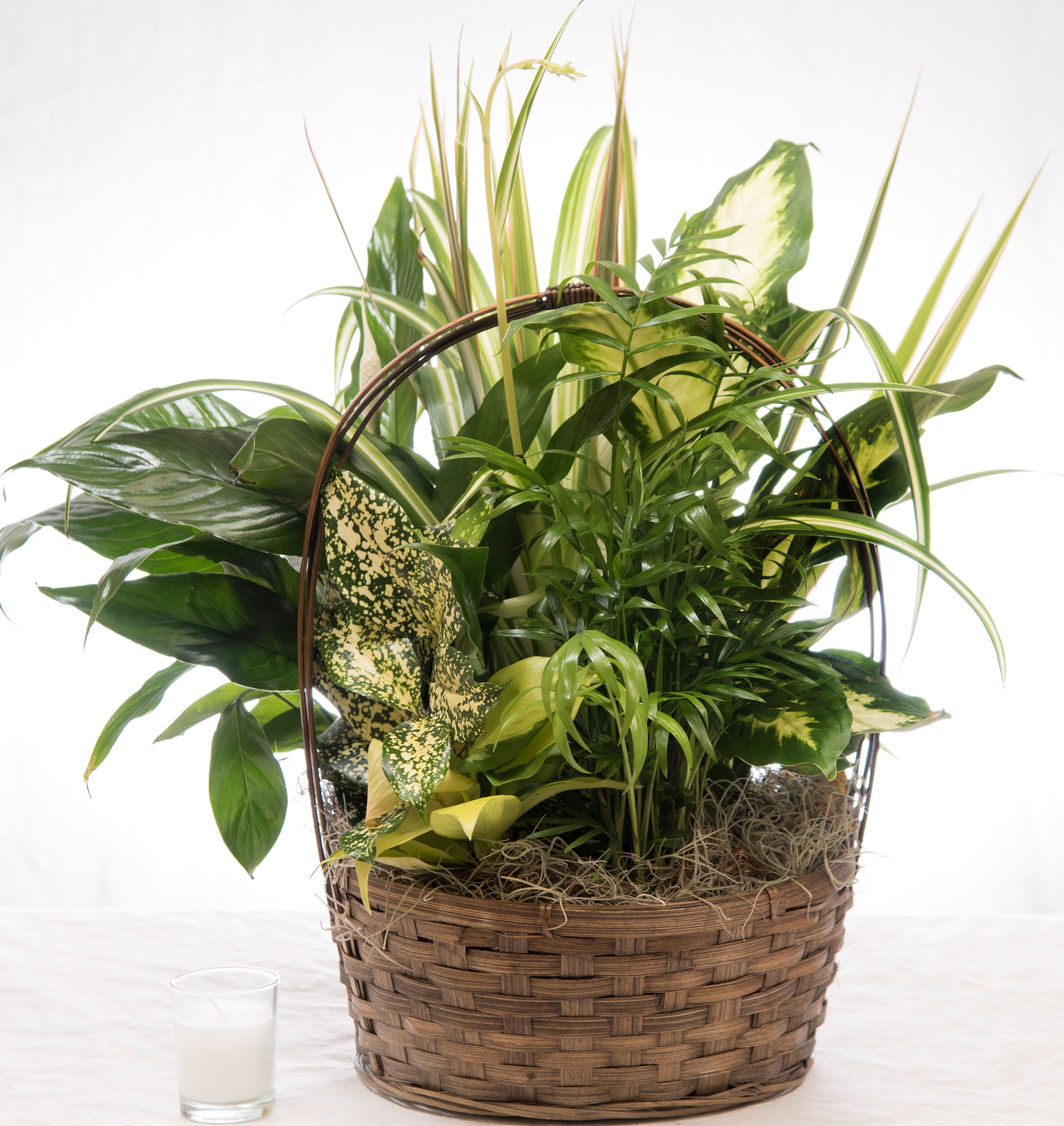 Dish Garden Plant  - A lush mix of houseplants arranged in a low wicker basket that brings lasting green beauty to sympathy, get well, birthday, or housewarming moments. This dish garden plant is designed to comfort and uplift the person you're thinking of-its layered foliage of deep green and variegated yellow-and-cream leaves creates a soothing, textured display that reads as both elegant and homey for occasions from Thanksgiving and Autumn gatherings to Spring and Summer celebrations.  Featured plants are closely planted for a full, garden-like look, seated in a handled wicker basket with the soil artfully covered in soft decorative moss for a finished, natural appearance.   Perfect for sending sympathy or funeral condolences, saying thank you, cheering someone recovering in the hospital, honoring a parent or grandparent, or celebrating a colleague on Boss's Day, this dish garden is a thoughtful, long-lasting alternative to cut flowers. Care is simple-bright, indirect light and regular but moderate watering to keep the moss slightly moist-making it a sensible gift for plant lovers and new plant parents alike.