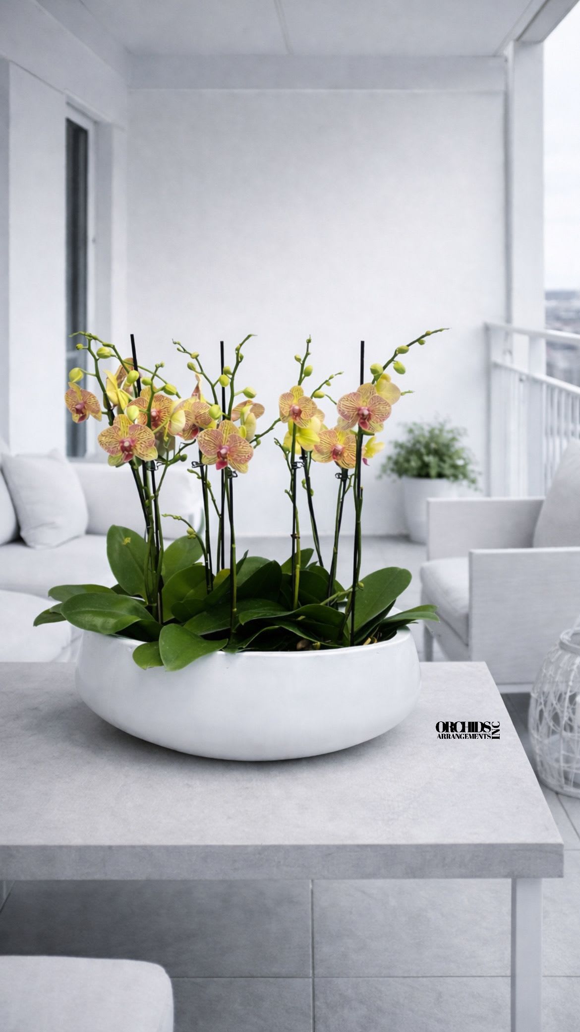 Potted orchids with yellow-pink blooms in a white bowl planter