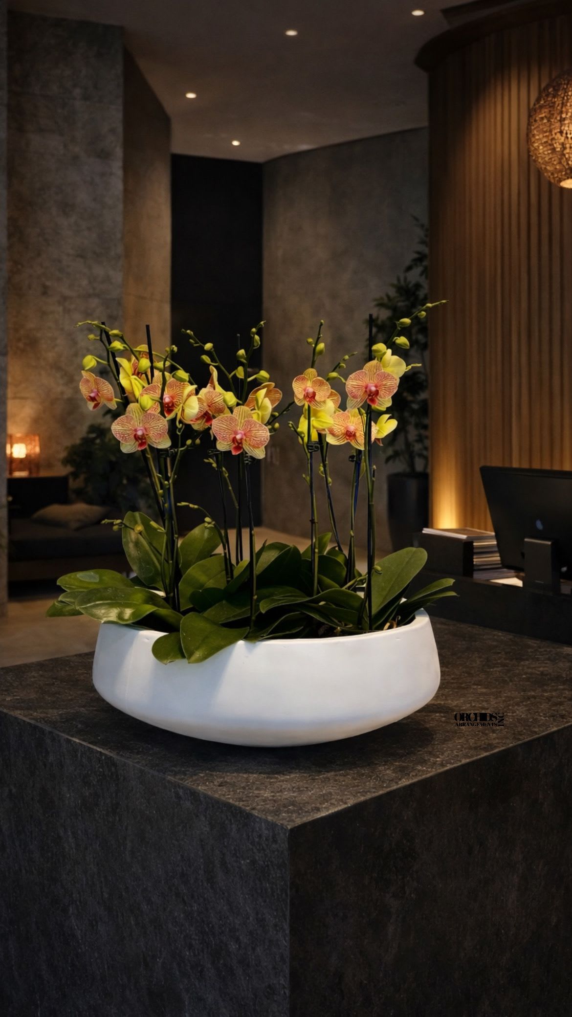 Potted orchids in a white bowl-shaped planter on a dark table