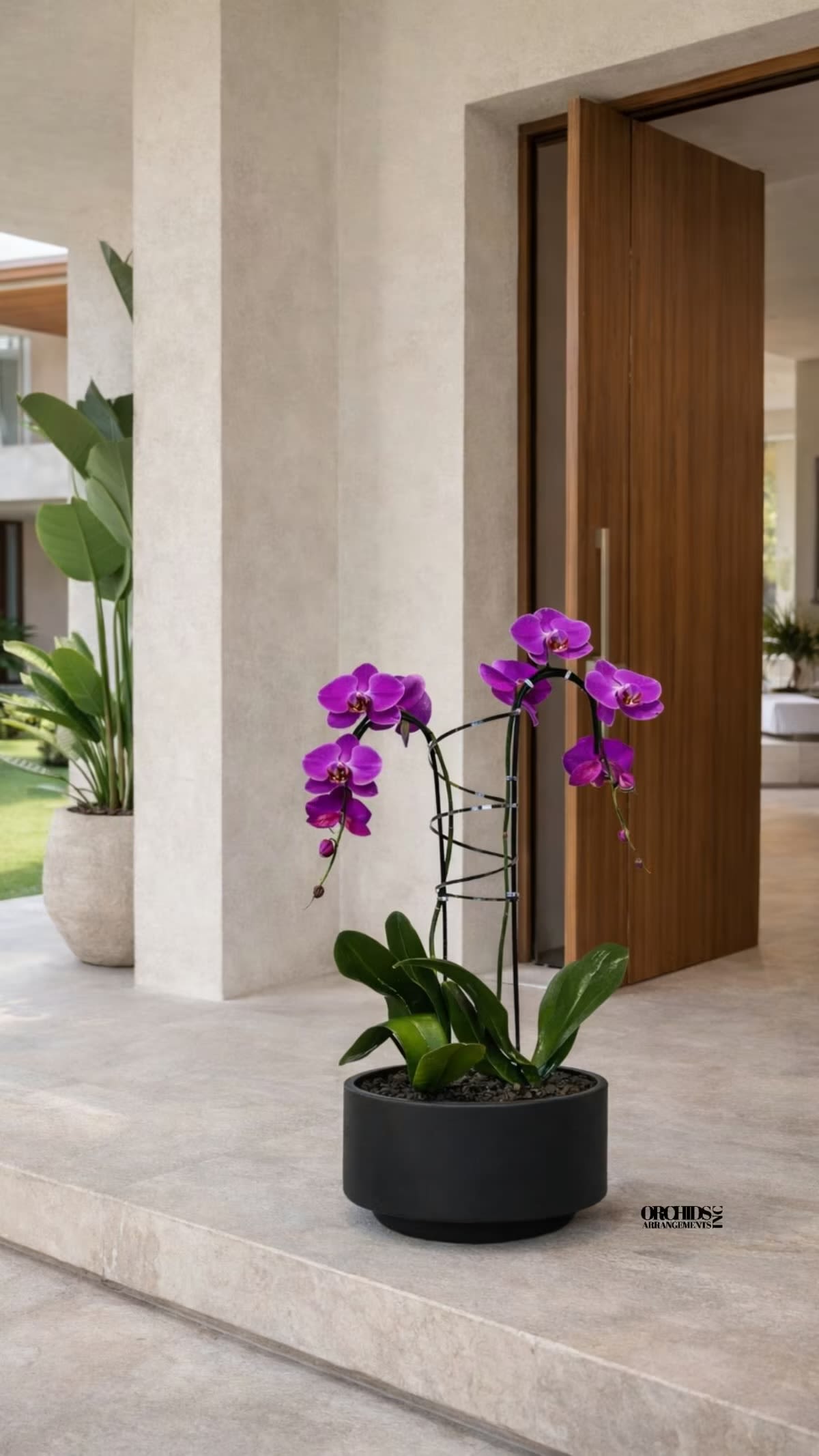 Purple Phalaenopsis Orchid Arrangement – Double Stem Signature Design - Double Luxury Purple Phalaenopsis orchid Arrangement designed for gifting with a Black Vase 12” x 6” . We offer flower delivery, same day flower delivery, orchid delivery, and same day orchid delivery in Miami Dade Broward and Palm Beach. 