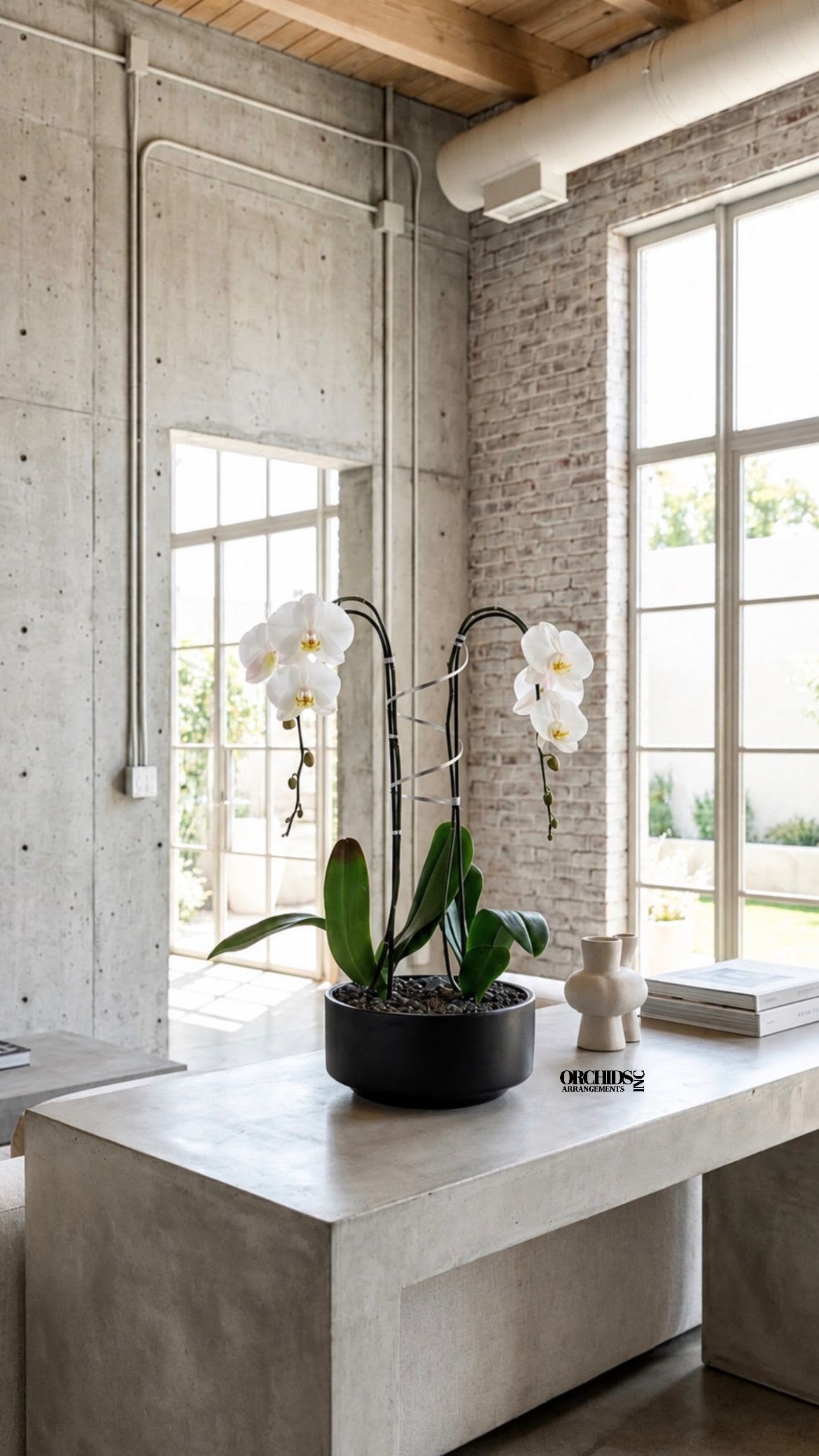 White Phalaenopsis Orchid Arrangement – Double Stem Premium Gift - Double Luxury White Phalaenopsis orchid Arrangement designed for gifting with a Black Vase 12” x 6” . We offer flower delivery, same day flower delivery, orchid delivery, and same day orchid delivery in Miami Dade Broward and Palm Beach. 