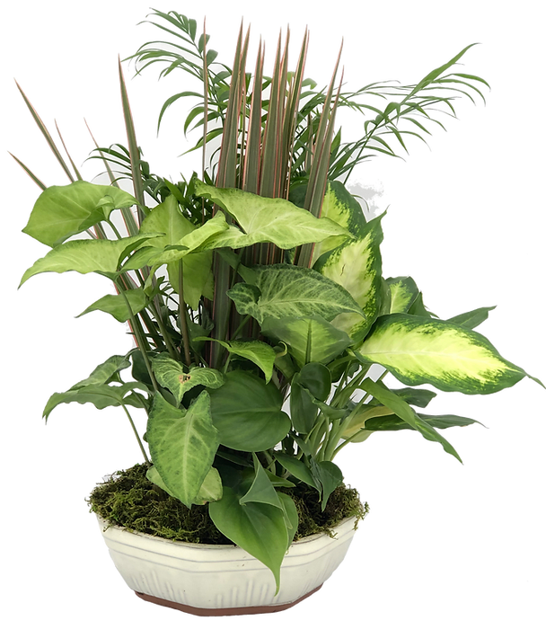 Potted green houseplant arrangement in a white bowl planter