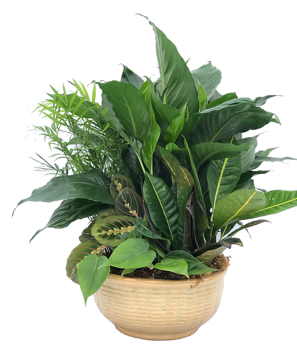 Mixed green foliage plants arranged in a low beige ceramic bowl
