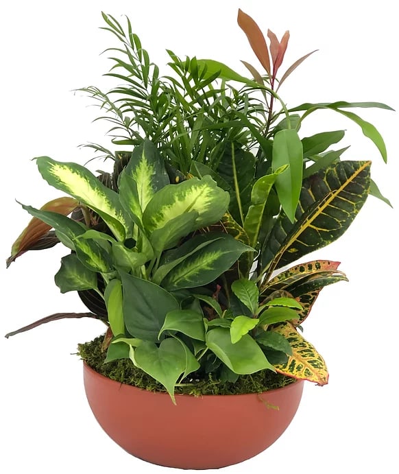 Assorted houseplants with variegated leaves arranged in a low round terracotta bowl.