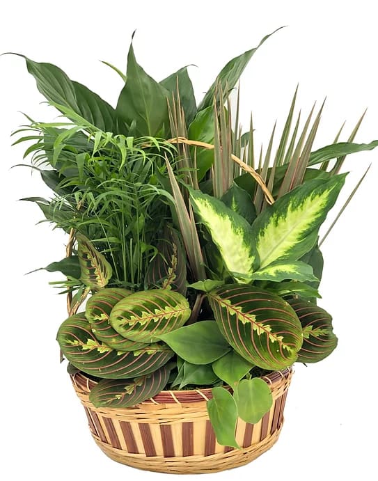 12" Dish Garden in Wicker Basket - A beautiful assortment of plants arranged in a wicker basket garnished with fresh daisies and a bow. 