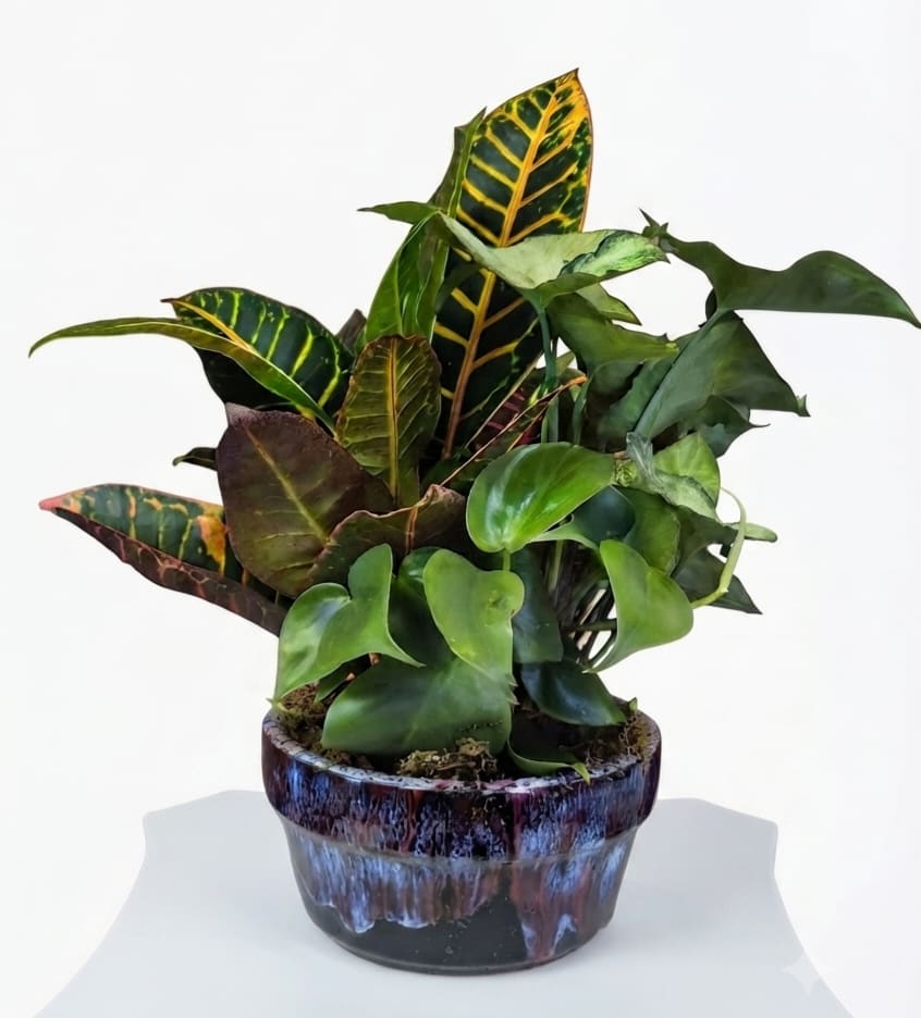 Potted croton plant with multicolored leaves in a ceramic pot