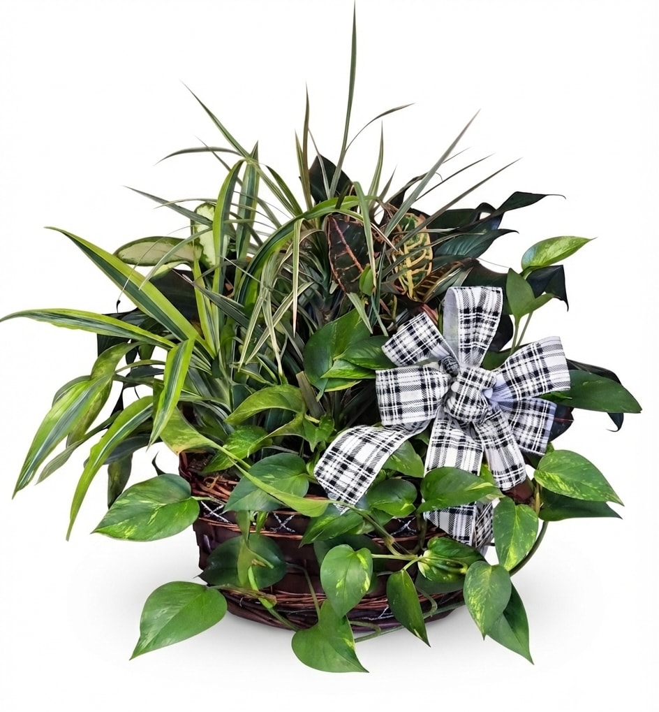 Laundry Basket C Dish Garden - Lush mixed green plants spill from a low, rounded woven basket, creating a textured, homey arrangement perfect for a housewarming, birthday, anniversary, or thinking-of-you gift. The combination of trailing heart-shaped leaves and upright spiky foliage gives a layered, living display that feels both casual and carefully composed-ideal for Labor Day gatherings or a thoughtful everyday surprise.  Tied with a large black-and-white plaid ribbon bow, this piece reads as a cozy, giftable indoor garden that will brighten a mantle, entry table, or office. The arrangement stands about 20" tall and 22" wide and includes varied shades and textures of green to suit many styles of decor. Its durable wicker container makes it an easy choice for new baby welcomes, retirements, get-well wishes, sympathy, or simply to say thank you or I'm sorry.   This long-lasting green gift offers years of enjoyment and quietly reminds the recipient they're remembered.