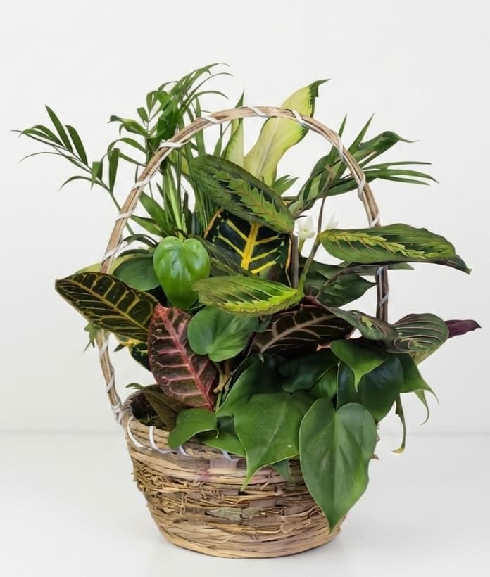 8" Dish Garden in Wicker Basket  - Lush, textural greenery arranged in a woven 8" wicker basket creates a lasting gift that feels both decorative and alive - perfect as a housewarming, birthday, get well, or just because plant arrangement. This 8" dish garden of live tropical houseplants and air plants brings a fresh, layered composition to tabletops, entryways, or office spaces, and it still reads seasonal enough for Labor Day, Thanksgiving, or a winter holiday accent without feeling limited to one occasion.  Inside the basket you'll find a dense mix of foliage: broad glossy green leaves, striped and variegated plants. The combination of textures smooth, ribbed, and patterned leaves  gives the arrangement visual depth while staying easy to care for. Sized in an 8" woven basket, it's ready to display on a counter or bedside table and makes a thoughtful gift for anniversaries, new babies, sympathy, graduation, Mother's Day, Father's Day, or simply to say "thank you" or "I'm sorry."
