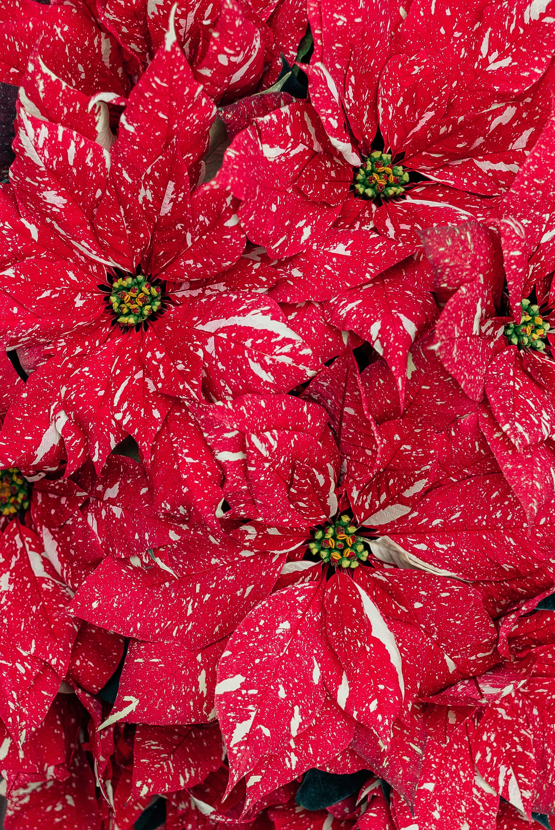 Close-up of red and white speckled poinsettias