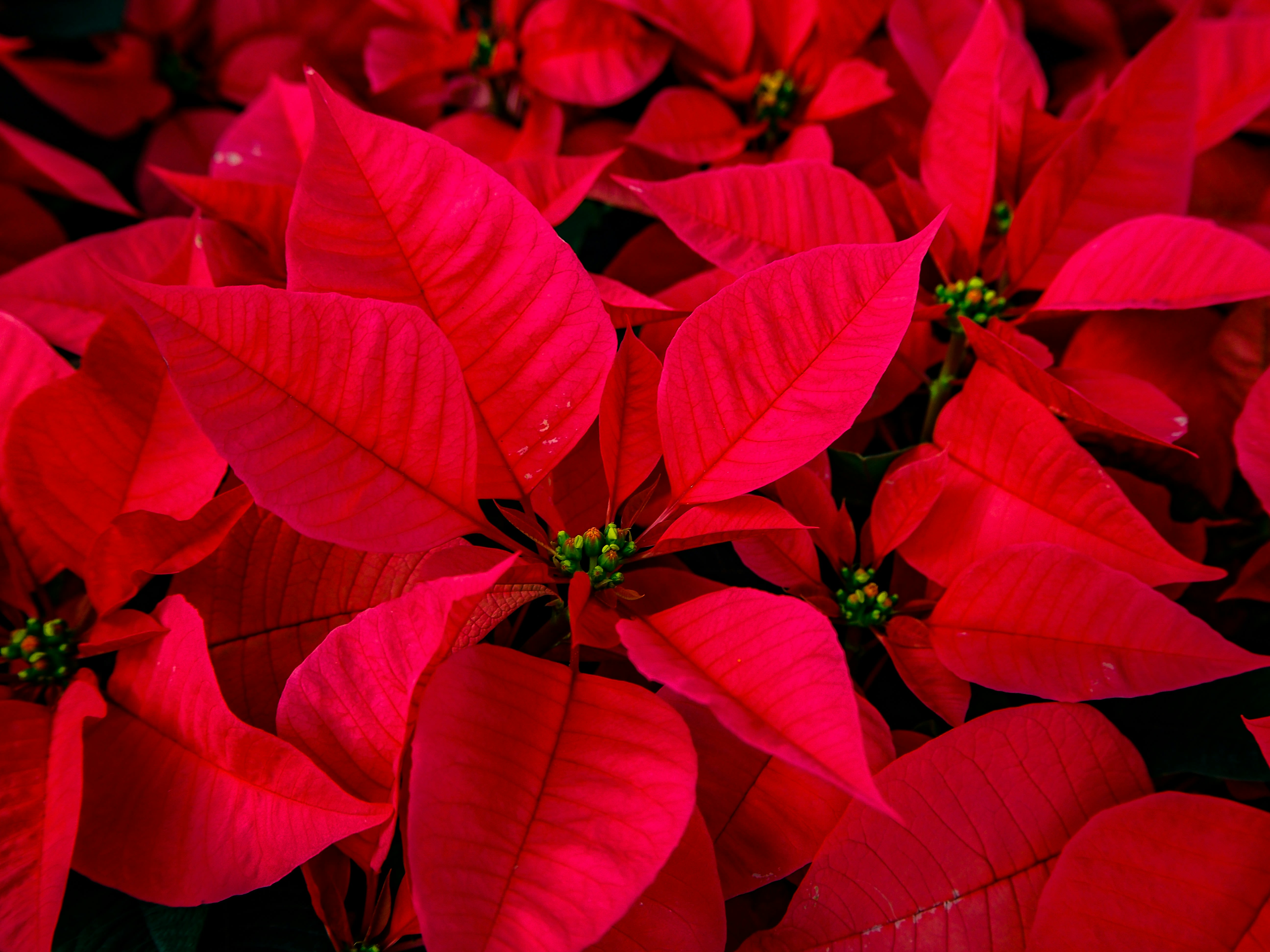 Close-up of red poinsettia bracts filling the frame