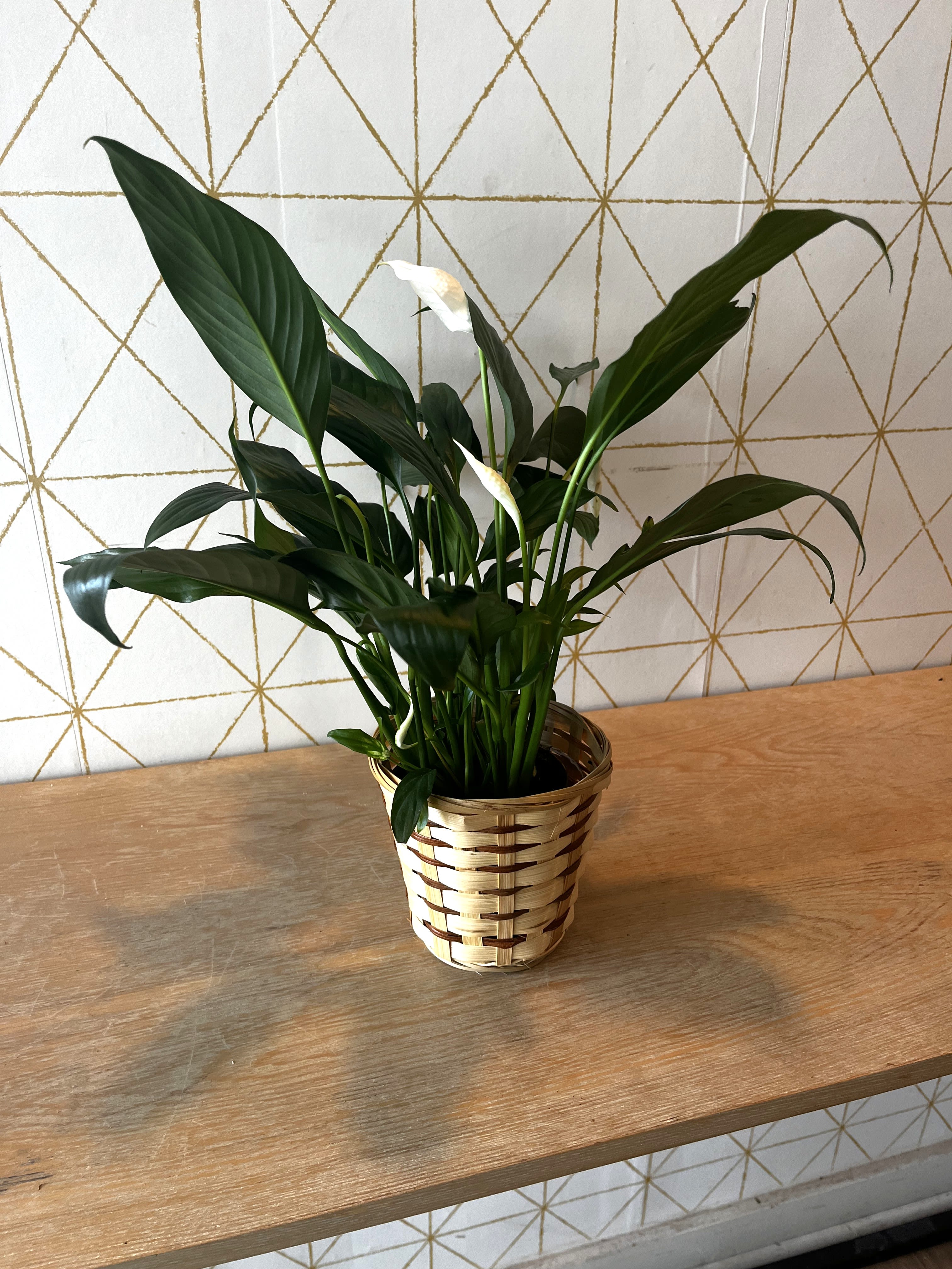 Potted peace lily with white blooms in a woven basket
