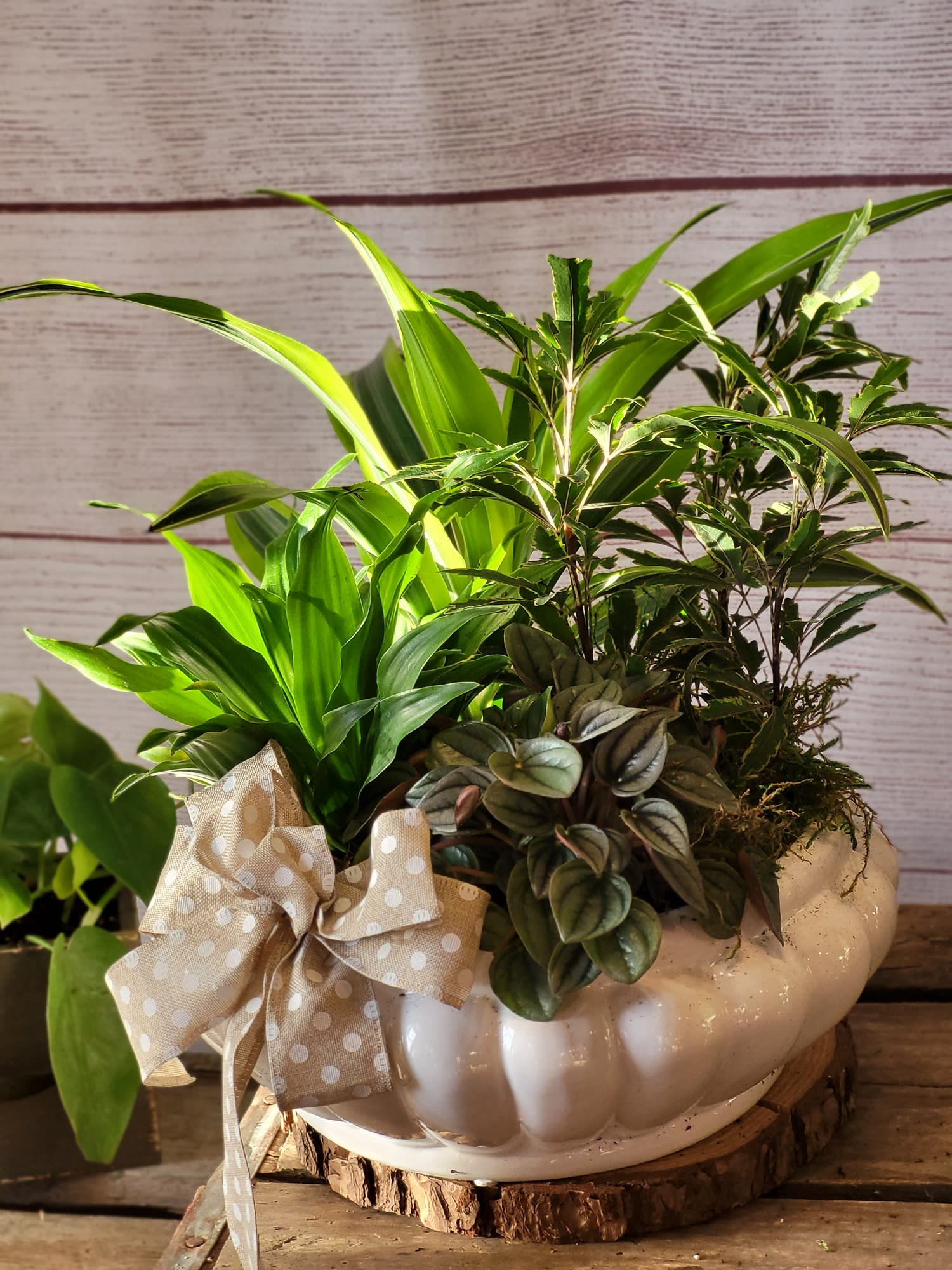 Mixed green houseplants in a white pumpkin-shaped planter with a polka-dot bow