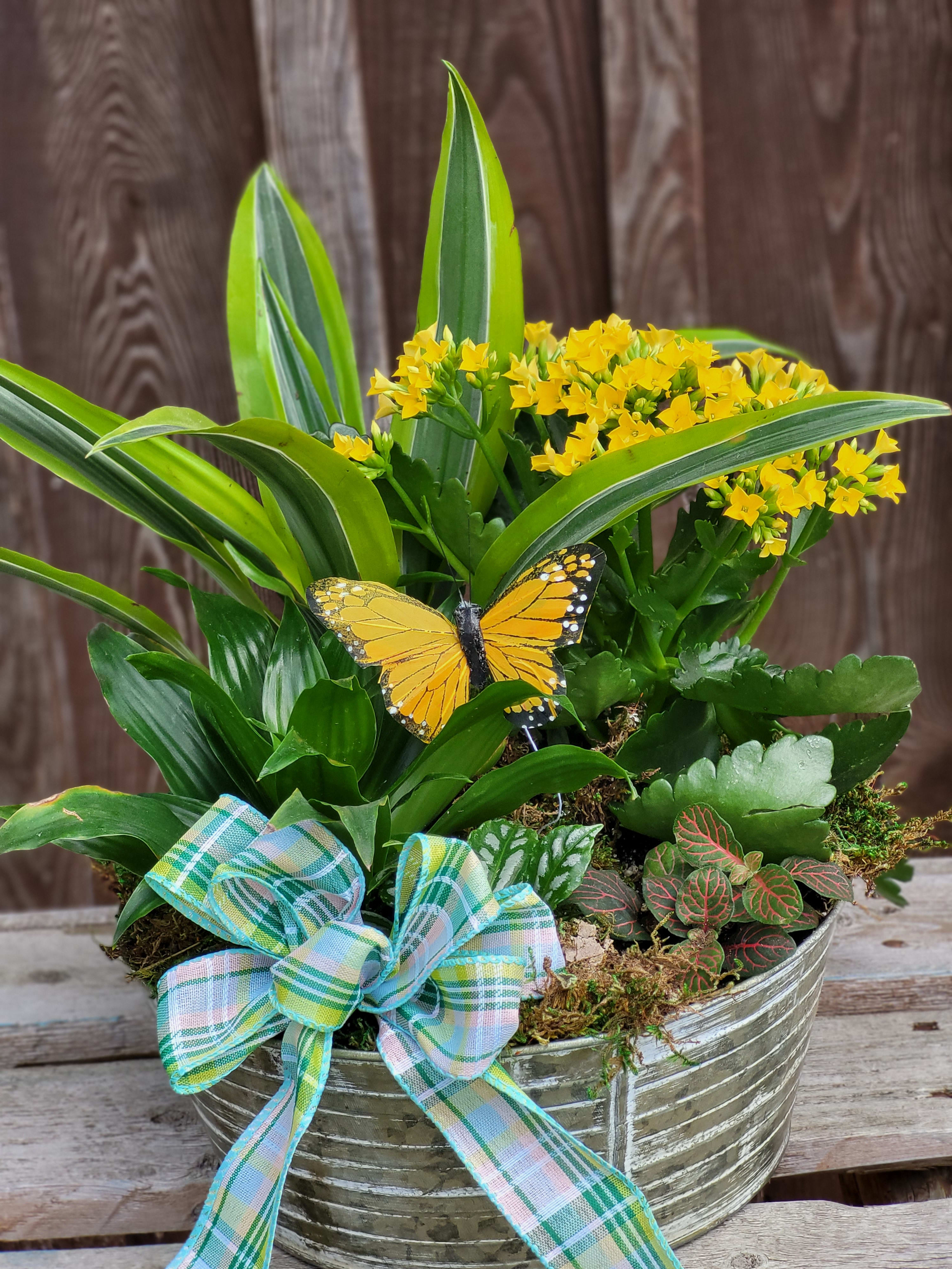 Potted yellow flowers with mixed green foliage and a plaid ribbon bow