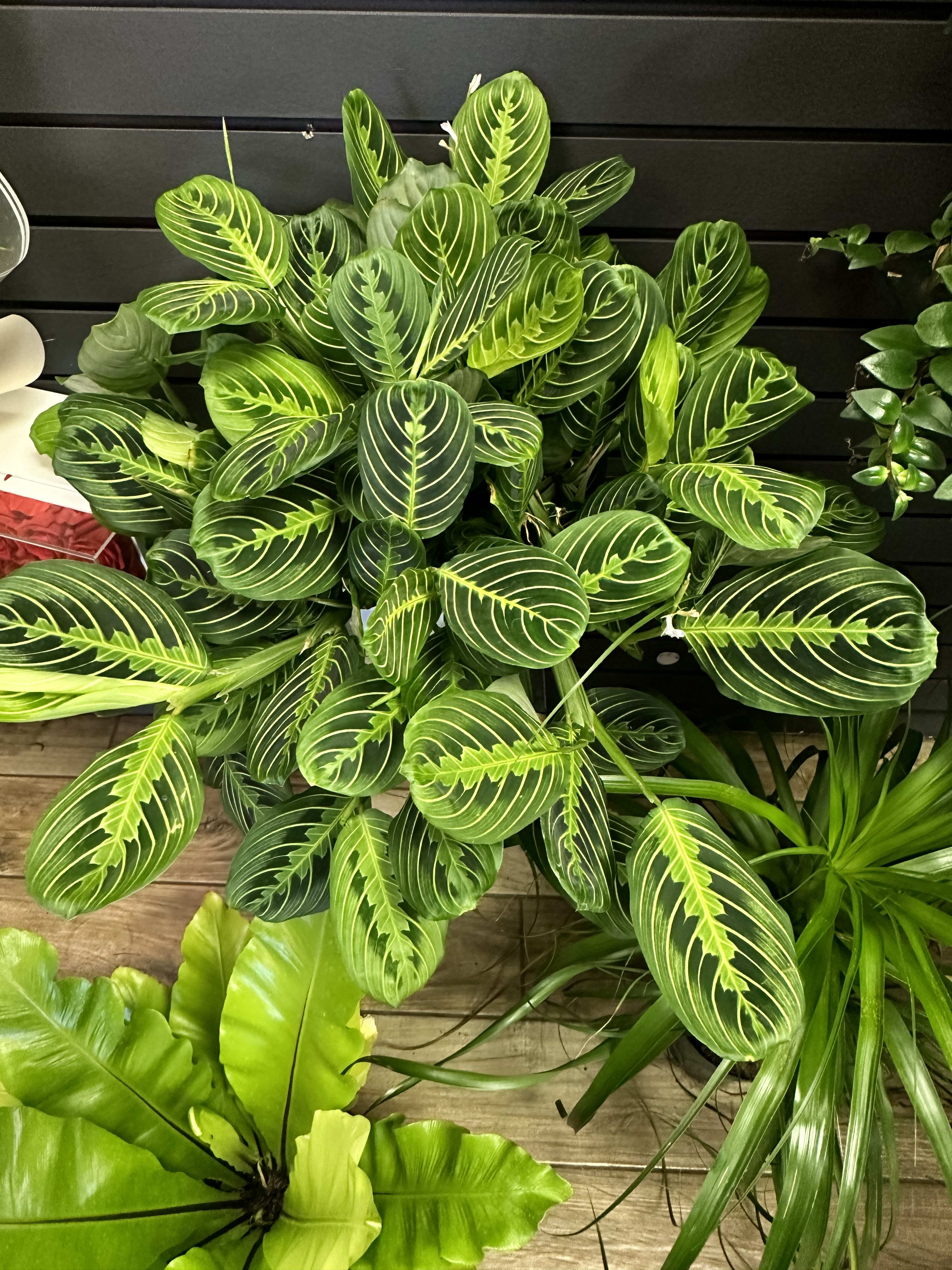 The Red Prayer Plant - The Red Prayer Plant is an easy plant—place it in a sunny spot, keep it's soil damp, and mist it's leaves once a week and it will flourish. The Red Prayer plant gets its name from the way the leaves fold in the evening because they resemble hands folded in prayer.