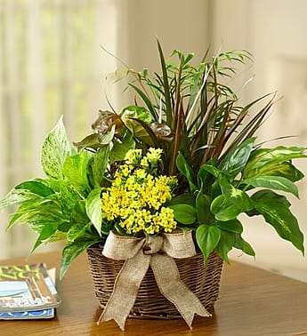 European Dish Garden - Product ID: 1880   Give a gift of lasting smiles by sending this eye-pleasing European Dish Garden, a combination of foliage and blooming plants that makes any special day more than memorable. A gorgeous fresh selection of hardy green plants with a beautiful flowering plant creates an easy-care indoor garden for any setting, arriving in a handsome planter Our florists select the freshest plants so varieties will vary based on local availability Planters may vary based on local availability Large measures overall approximately 16"H x 8"D Medium measures approximately 14"H x 7"D Small measures approximately 12"H x 6"D