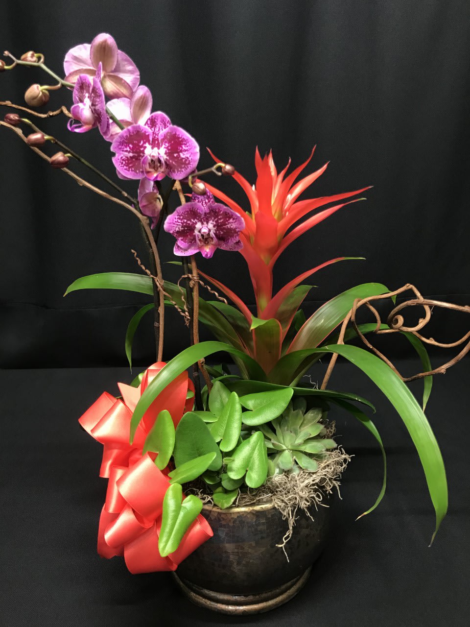 Orchid and bromeliad arrangement in a dark pot with a red bow