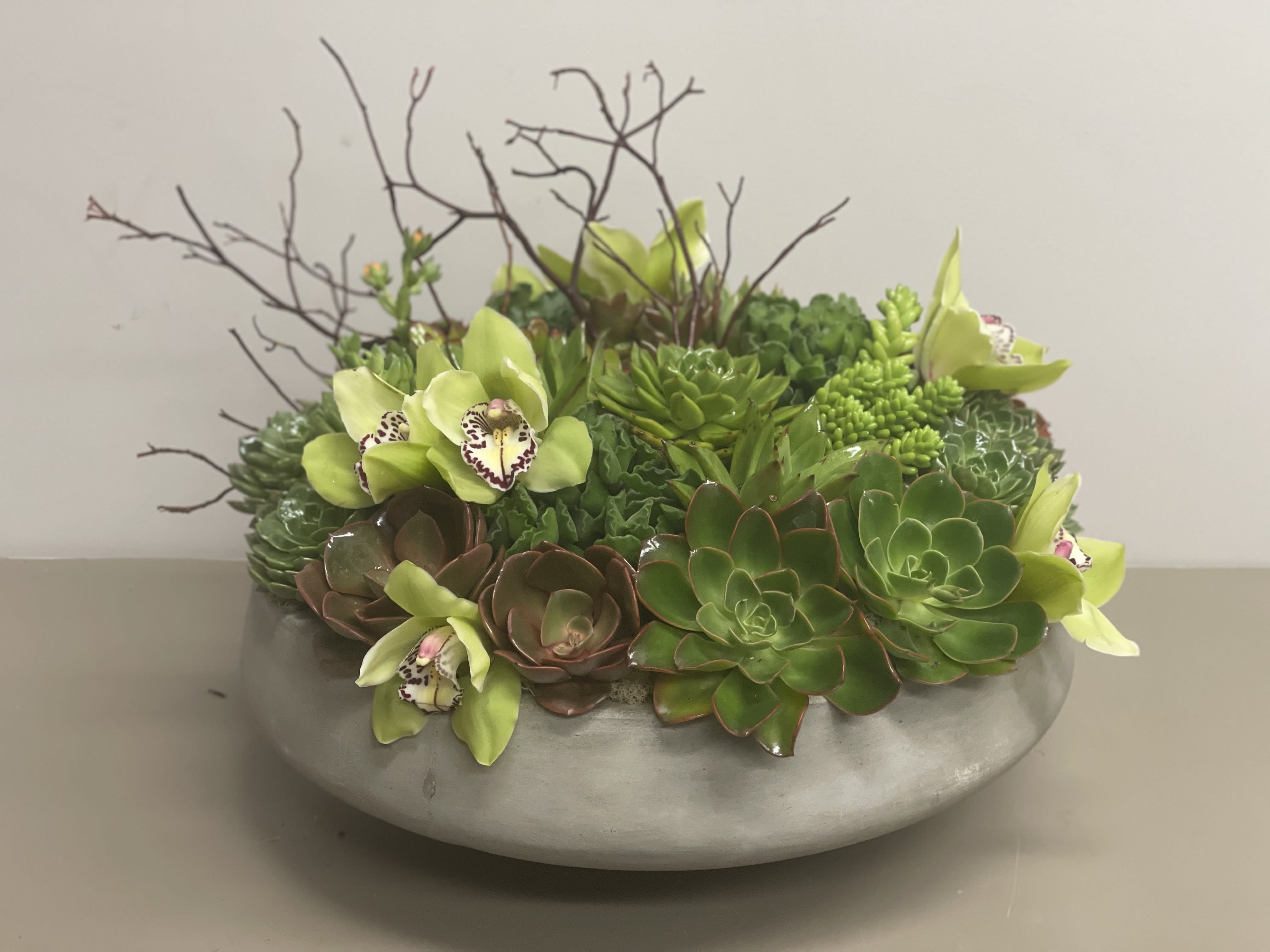 Low succulent and green orchid arrangement in a round gray bowl
