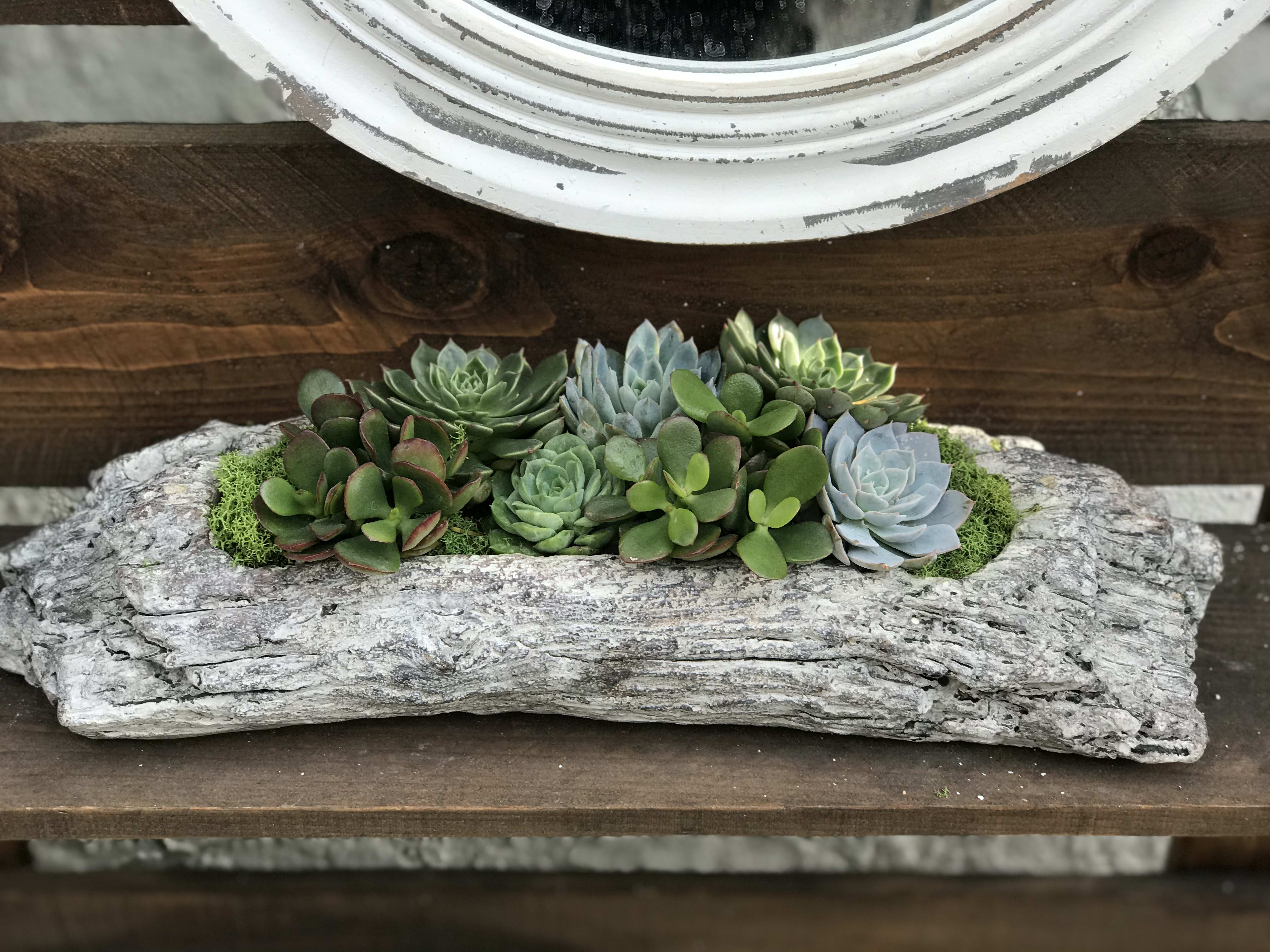 Succulent arrangement in a weathered log planter