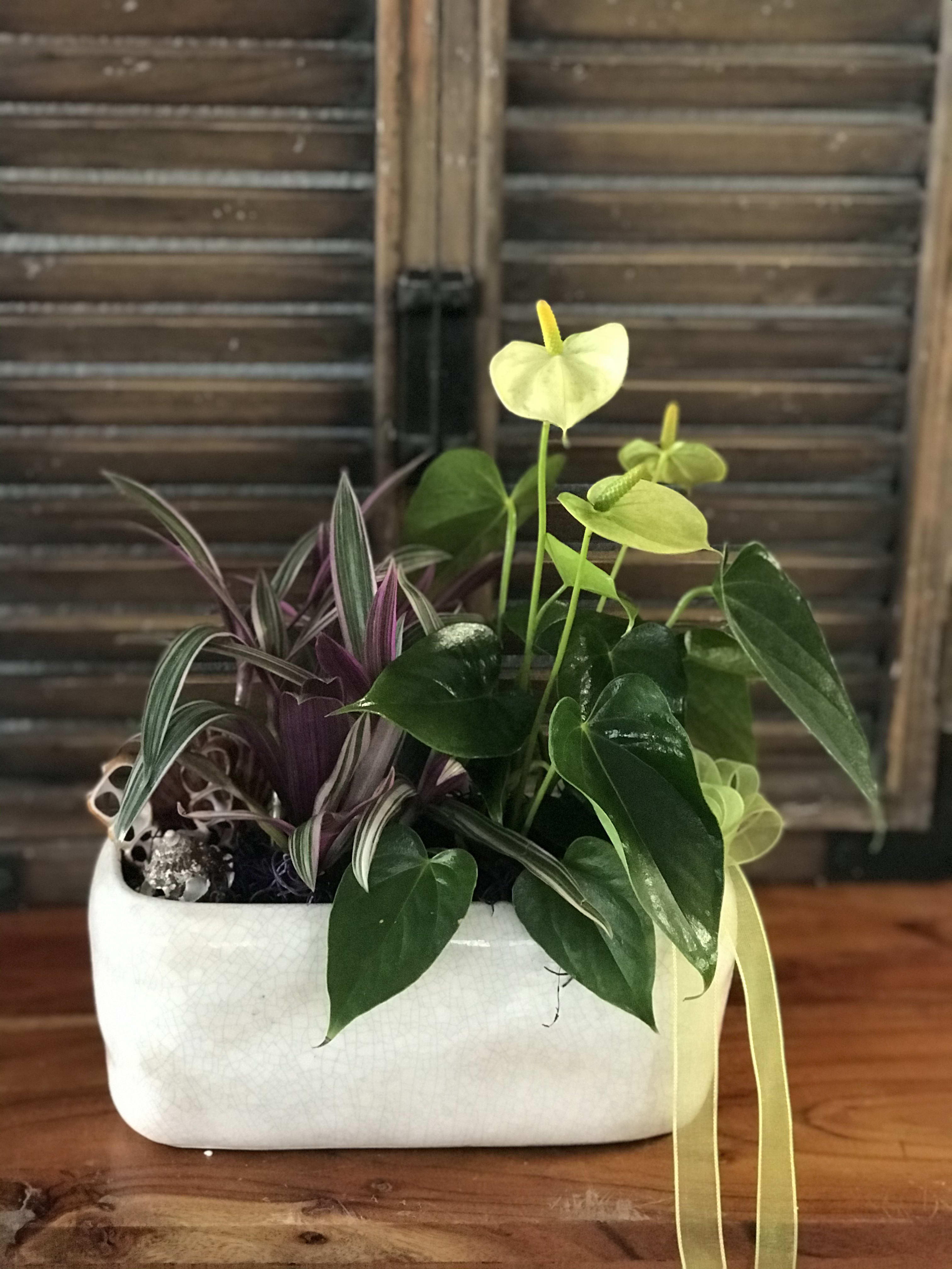 Potted tropical plant arrangement in a white ceramic container