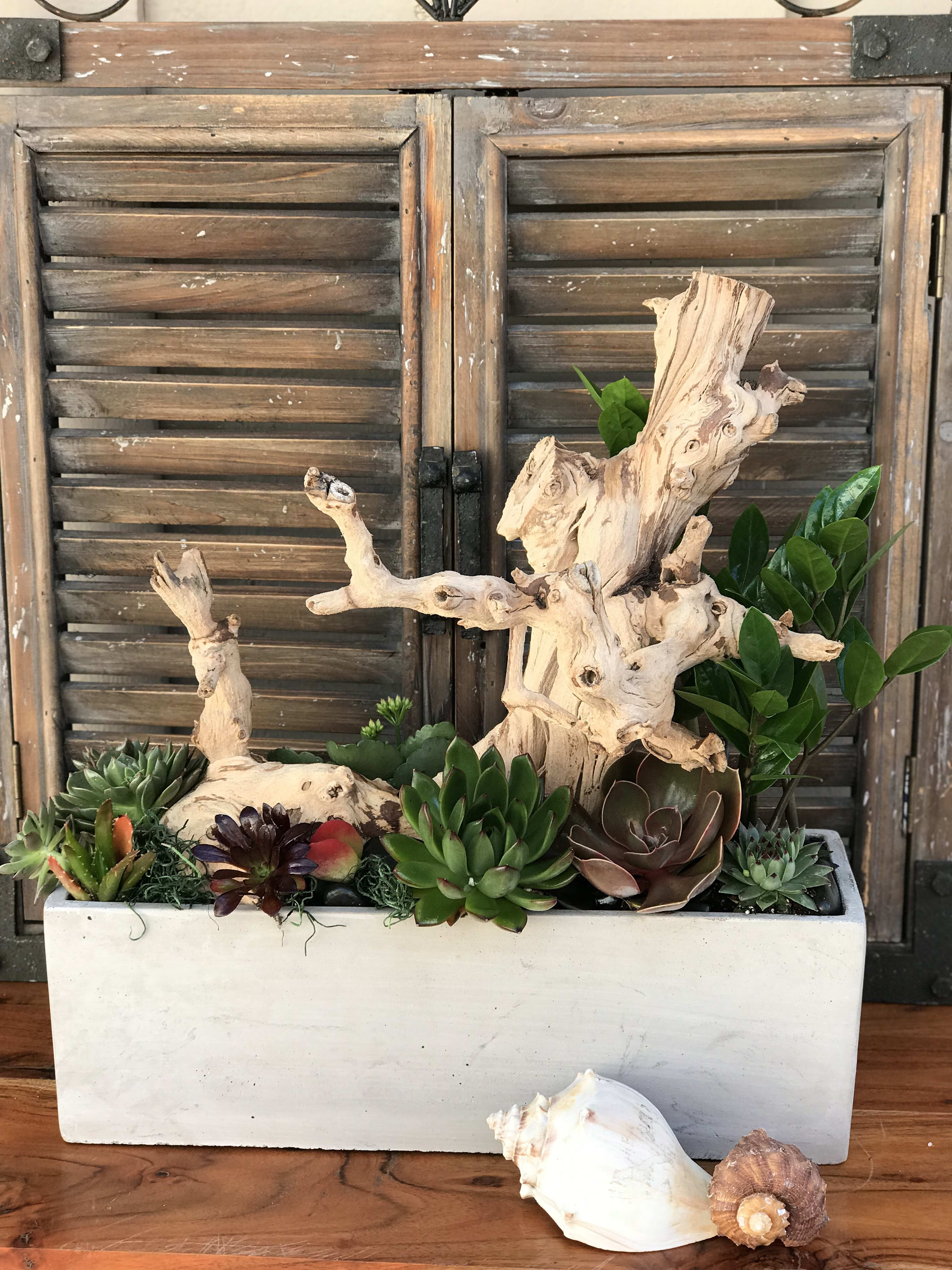 Succulent arrangement in a white rectangular planter with driftwood accents