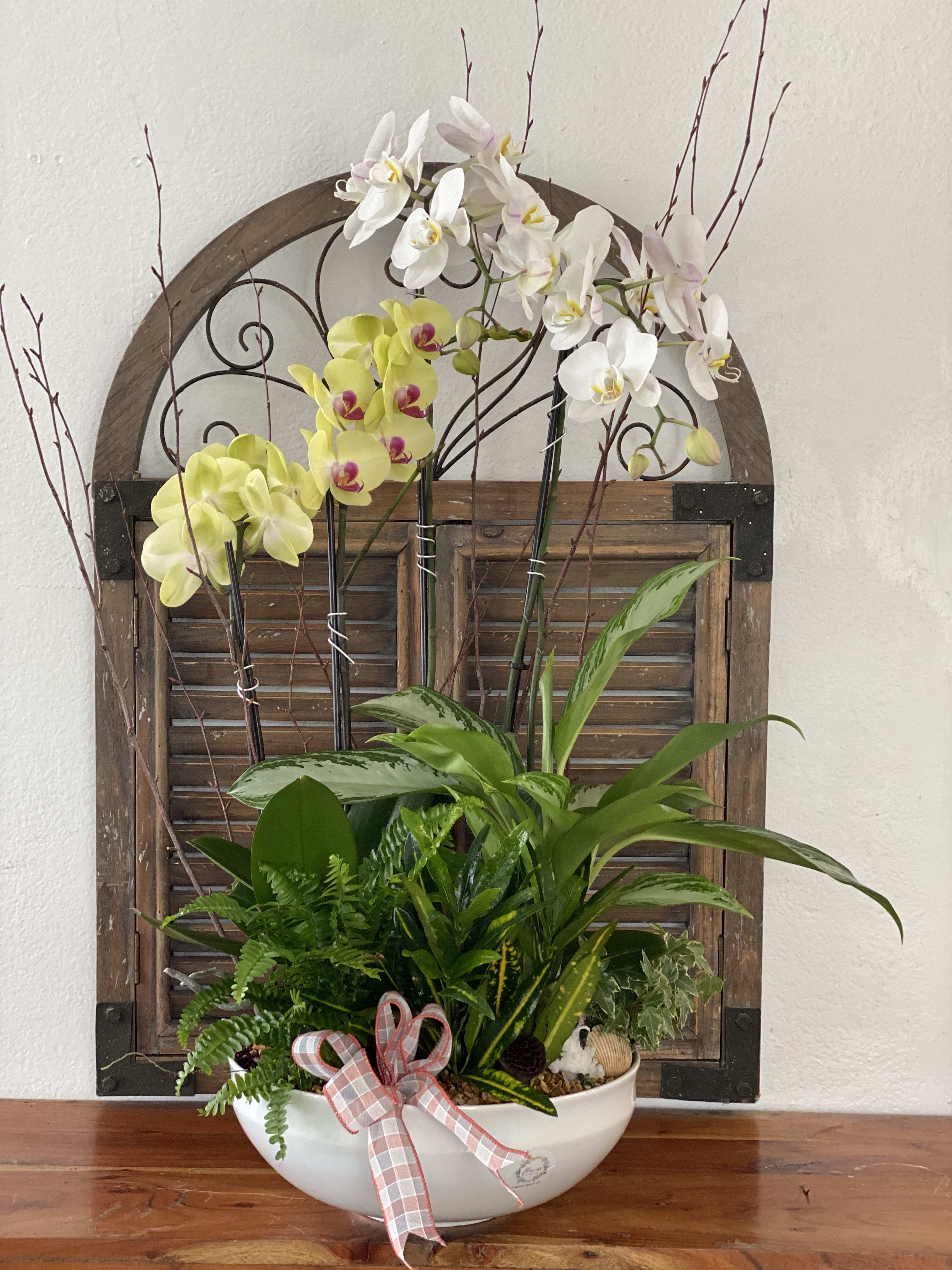 Orchid arrangement in a white bowl with a plaid ribbon