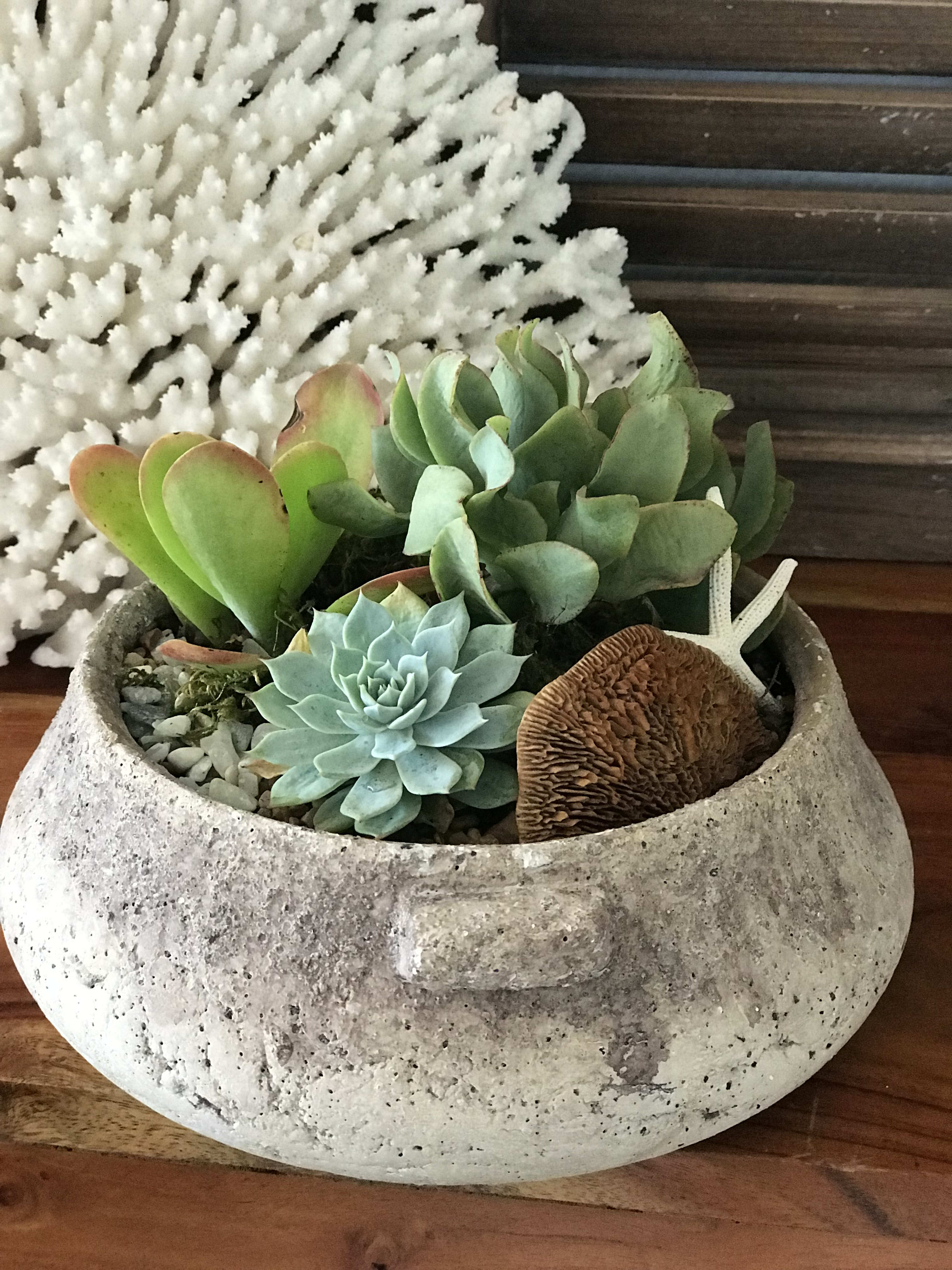 Succulent arrangement in a stone bowl with a white coral decoration