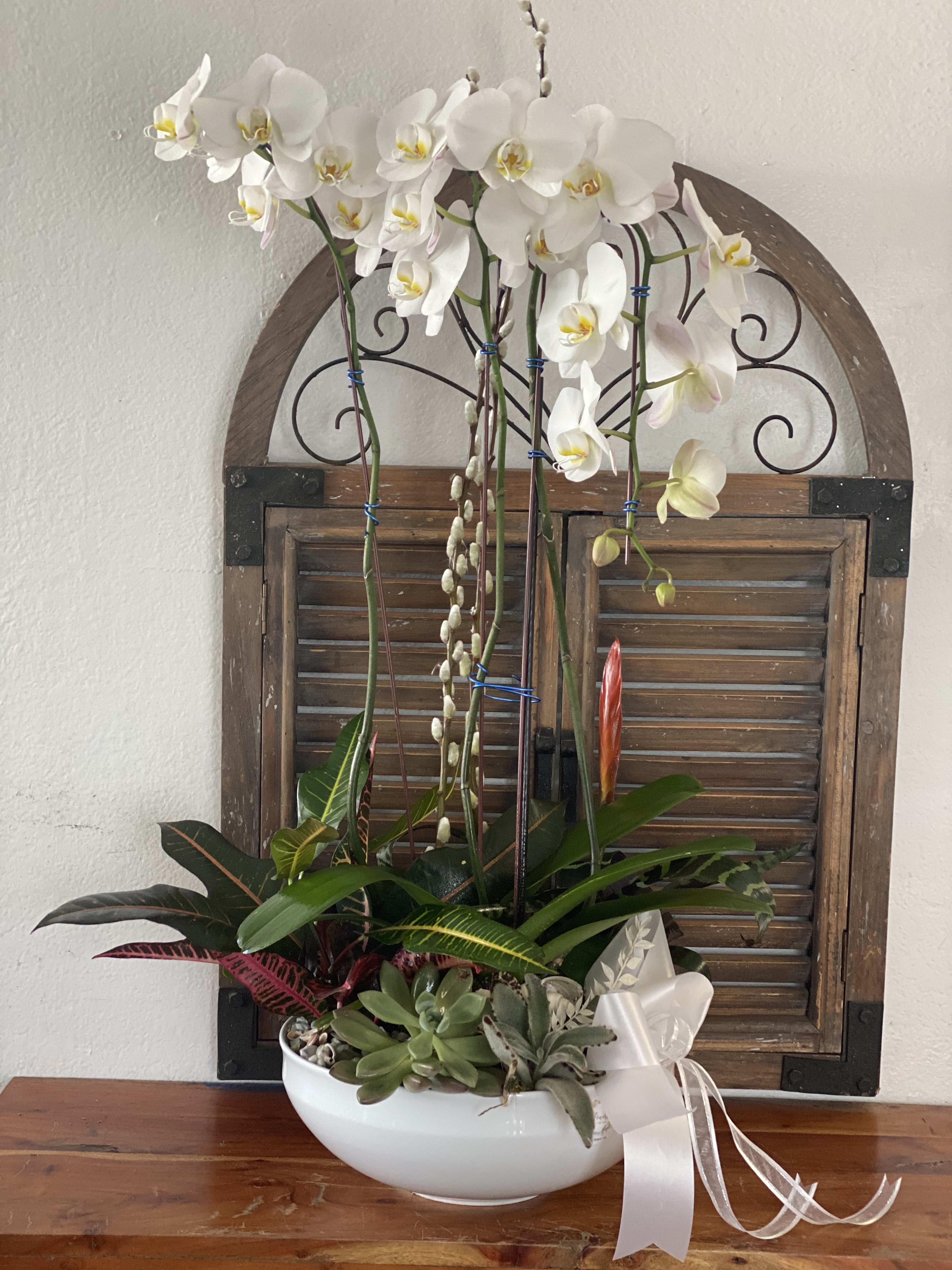 White orchids in a white bowl with succulents and a ribbon bow