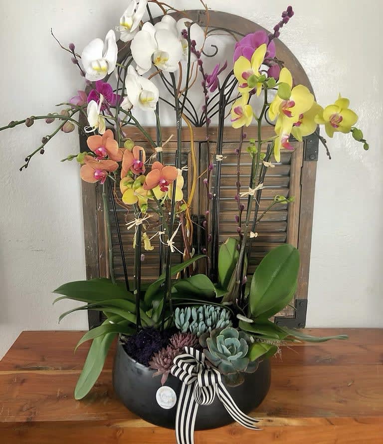 Orchid arrangement in a black bowl with succulents and a striped ribbon