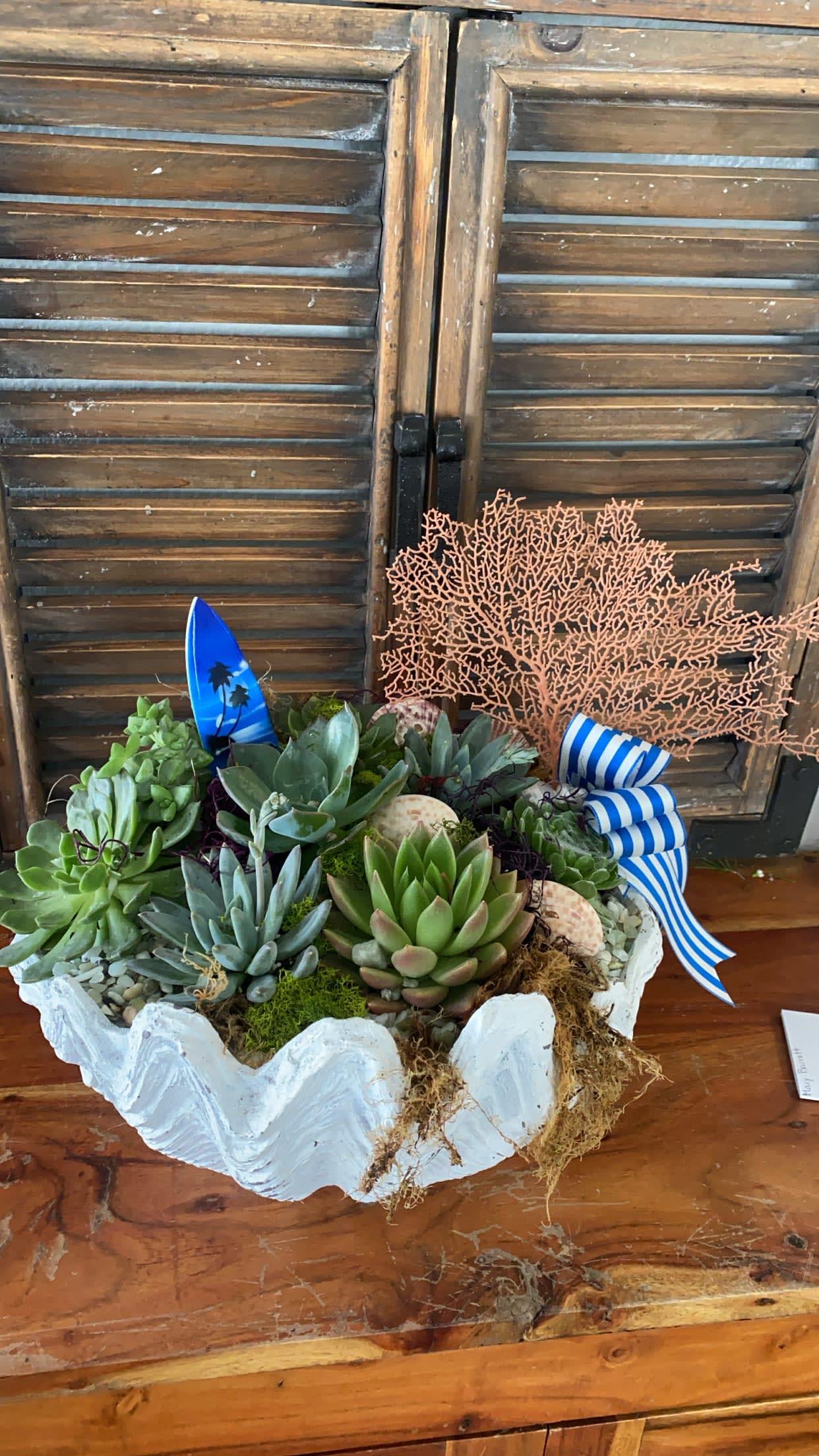 Succulent arrangement in a white shell-shaped container with blue ribbon accents