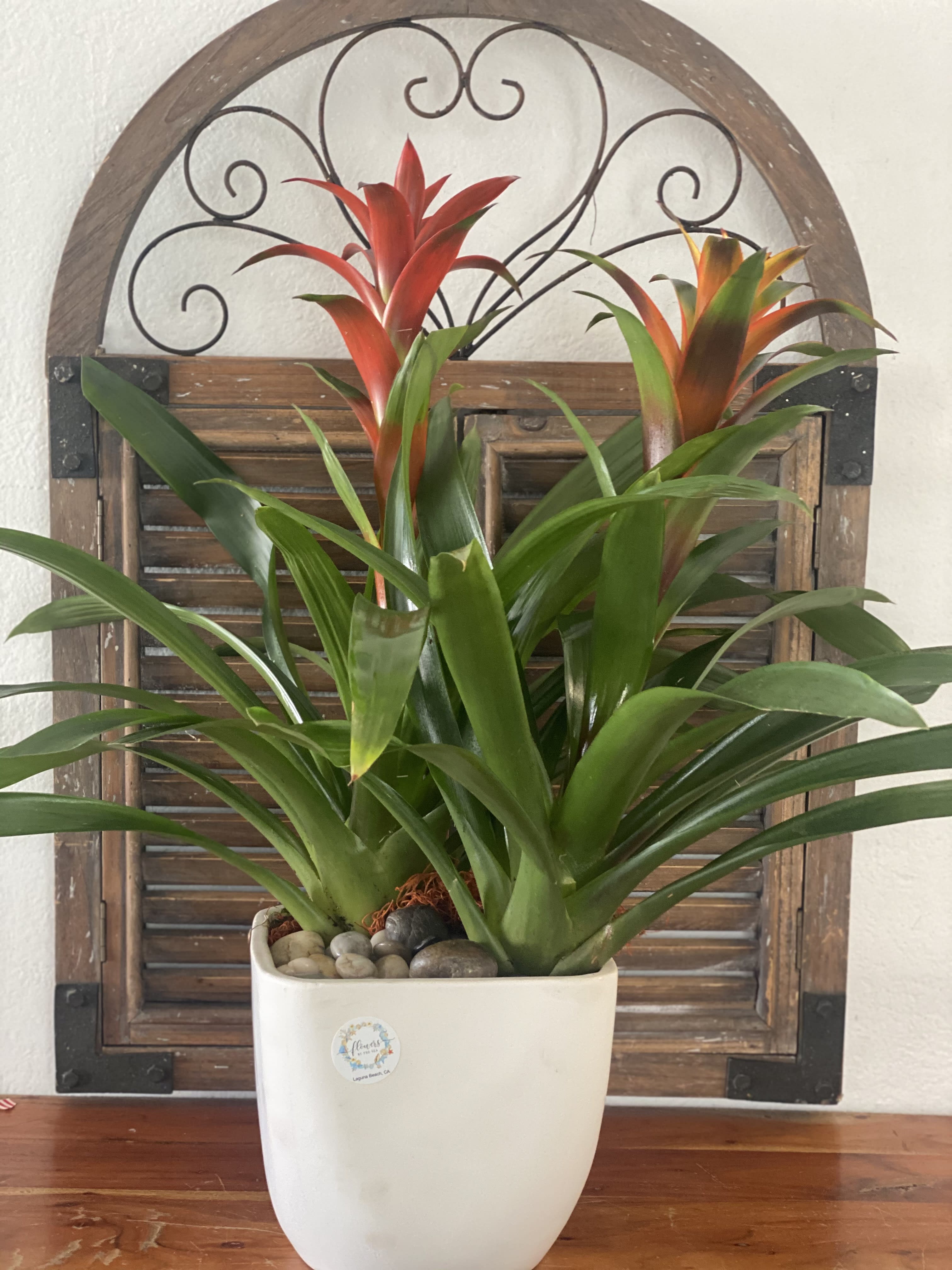 Potted bromeliad plant with red-orange blooms in a white ceramic planter
