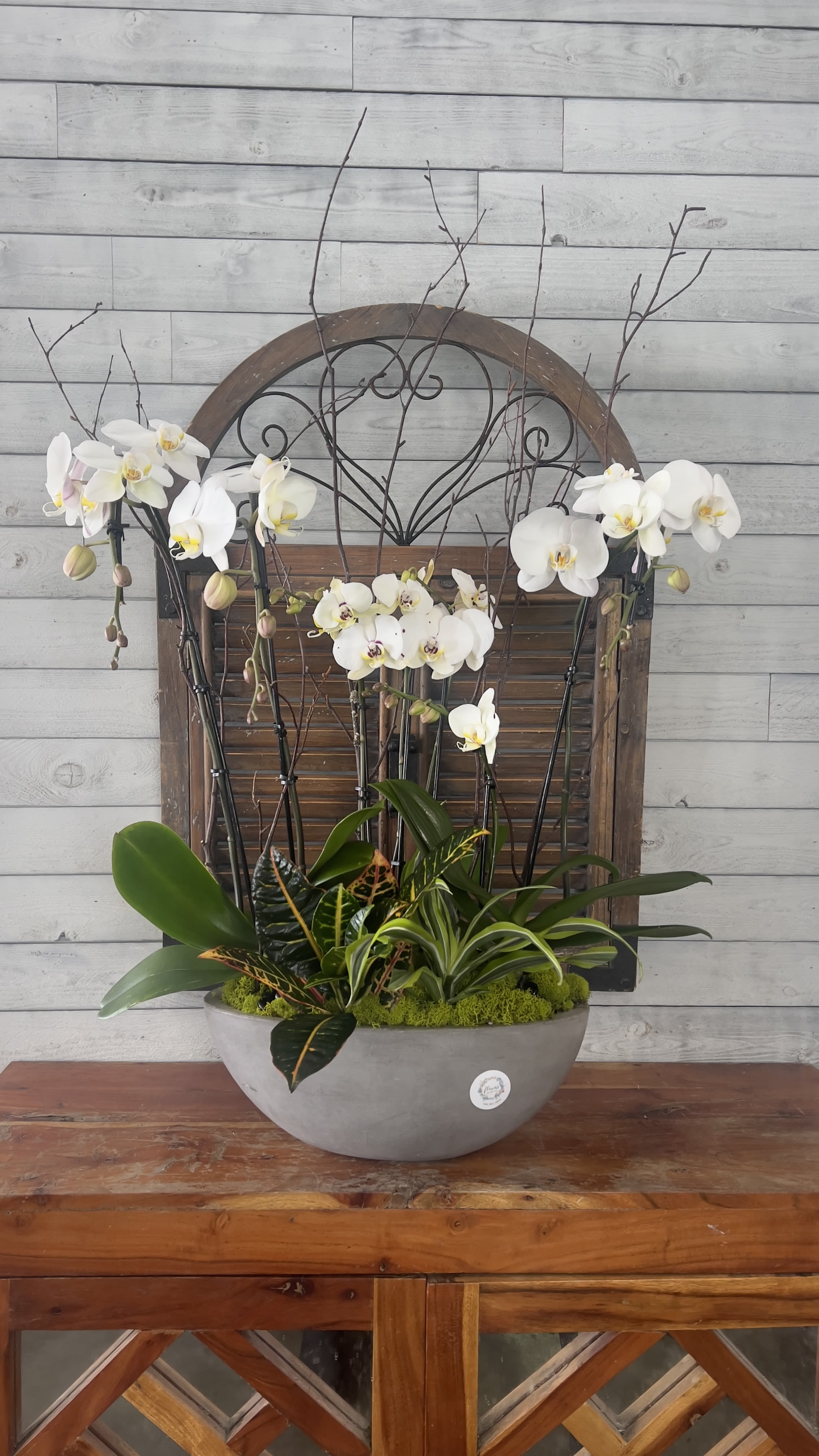 White orchids arranged in a gray bowl planter with mixed foliage