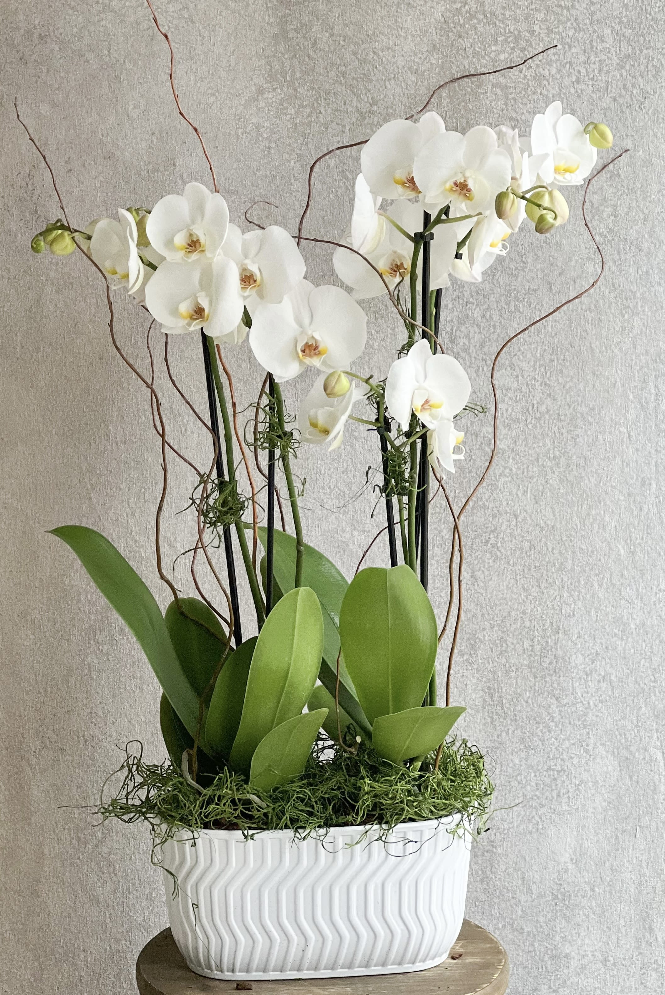 White orchids in a white planter with broad green leaves