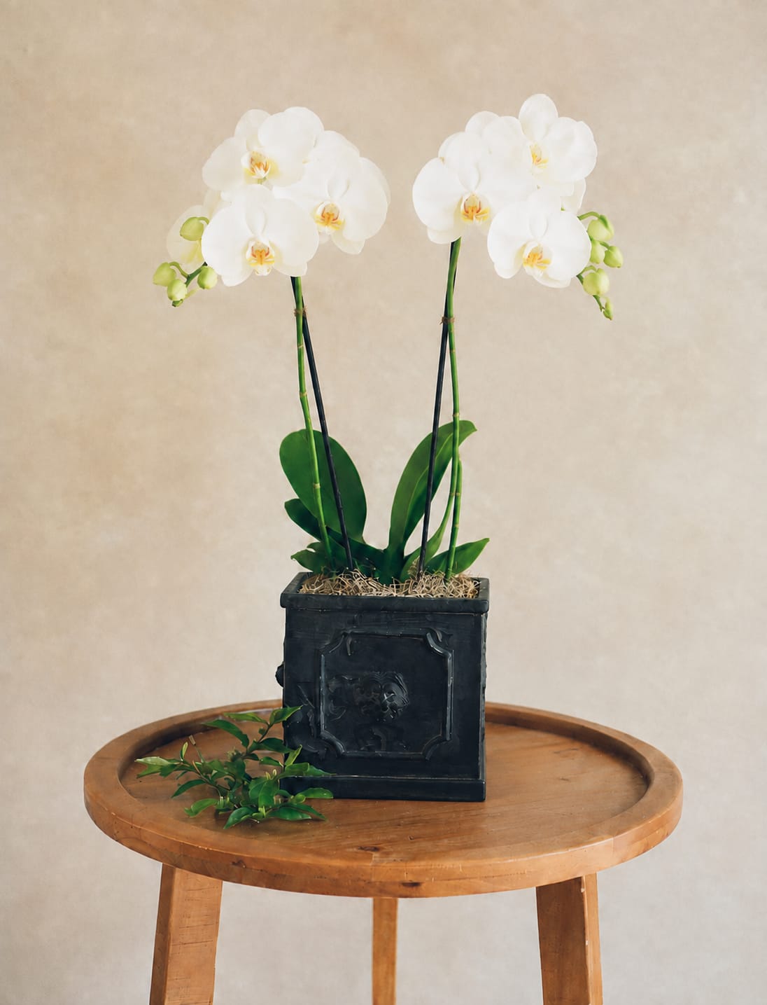 White orchids in a black square planter on a wooden table