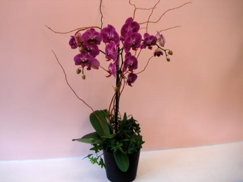 Purple Phalaenopsis Orchid - Orchids are always great gift ideas. When in doubt you can always send a beautiful healthy Orchid Plant from Fillmore Florist.  Fillmore Florist carries a large variety of exceptional Orchid Plants all year round. Elegantly designed in ceramic pots, decorated with Curly Willows, and garnished with fancy greens Fillmore Florist in San Francisco is always has a beautiful gift ready to be delivered. Dimensions Approximately: 18" H x 9" W