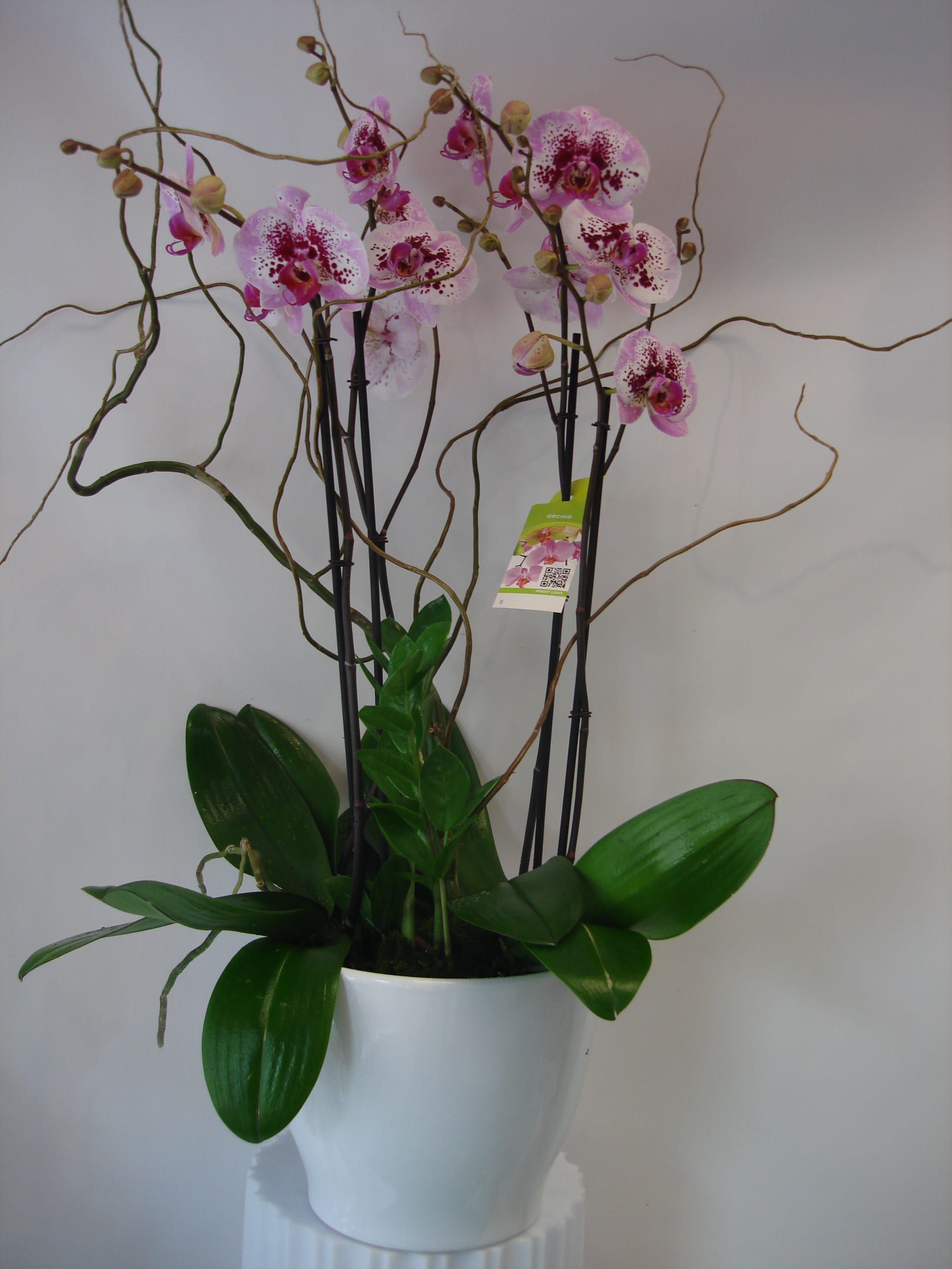 Potted pink orchids in a white ceramic planter