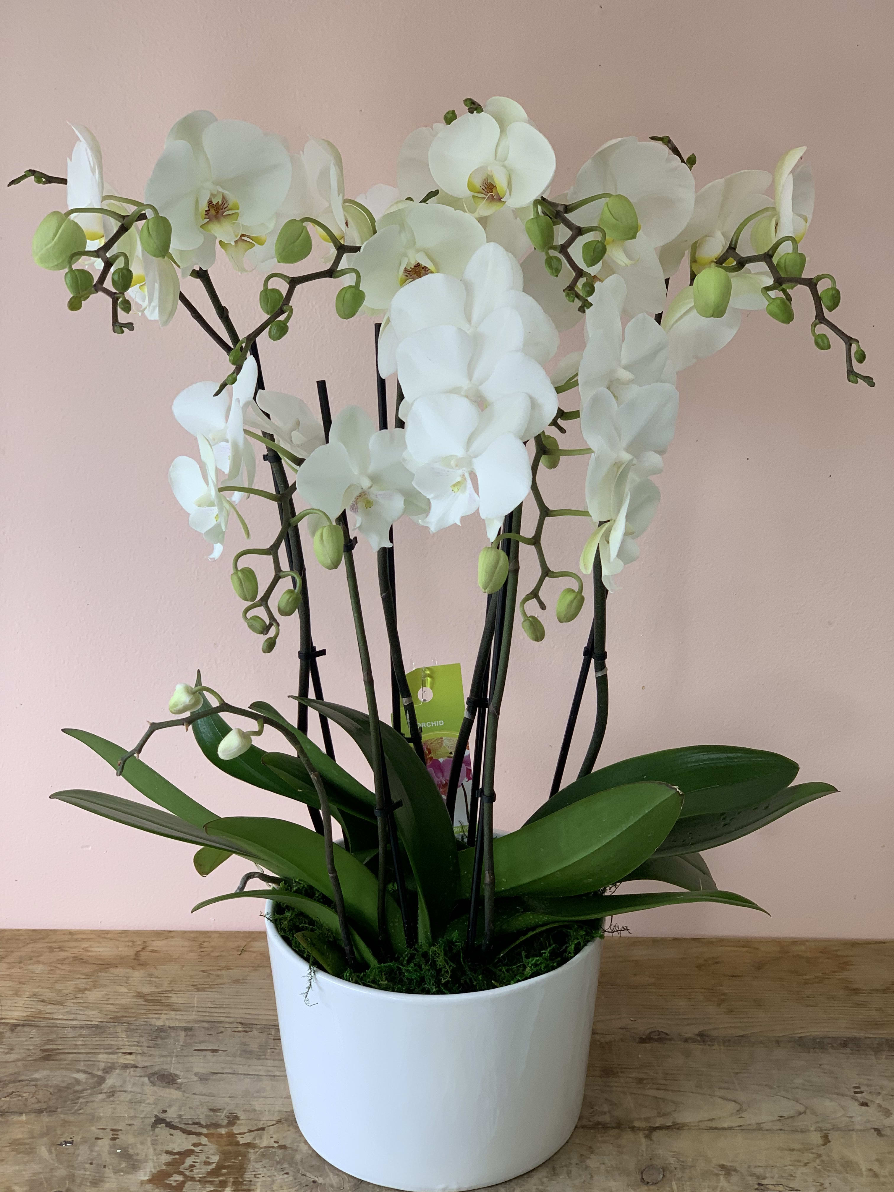 White orchid plant in a white pot