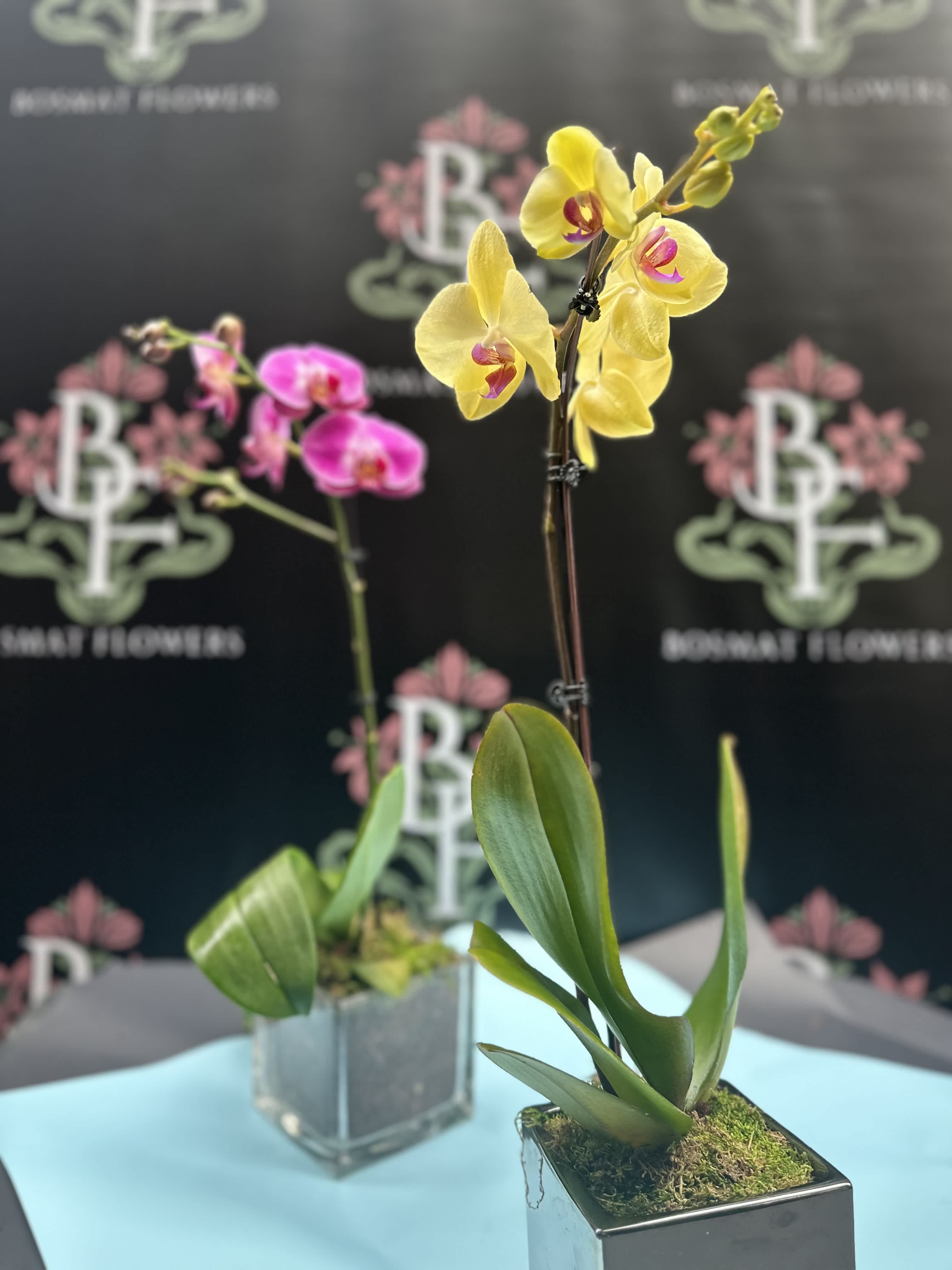 Two potted orchids in square metal containers, one yellow and one pink.
