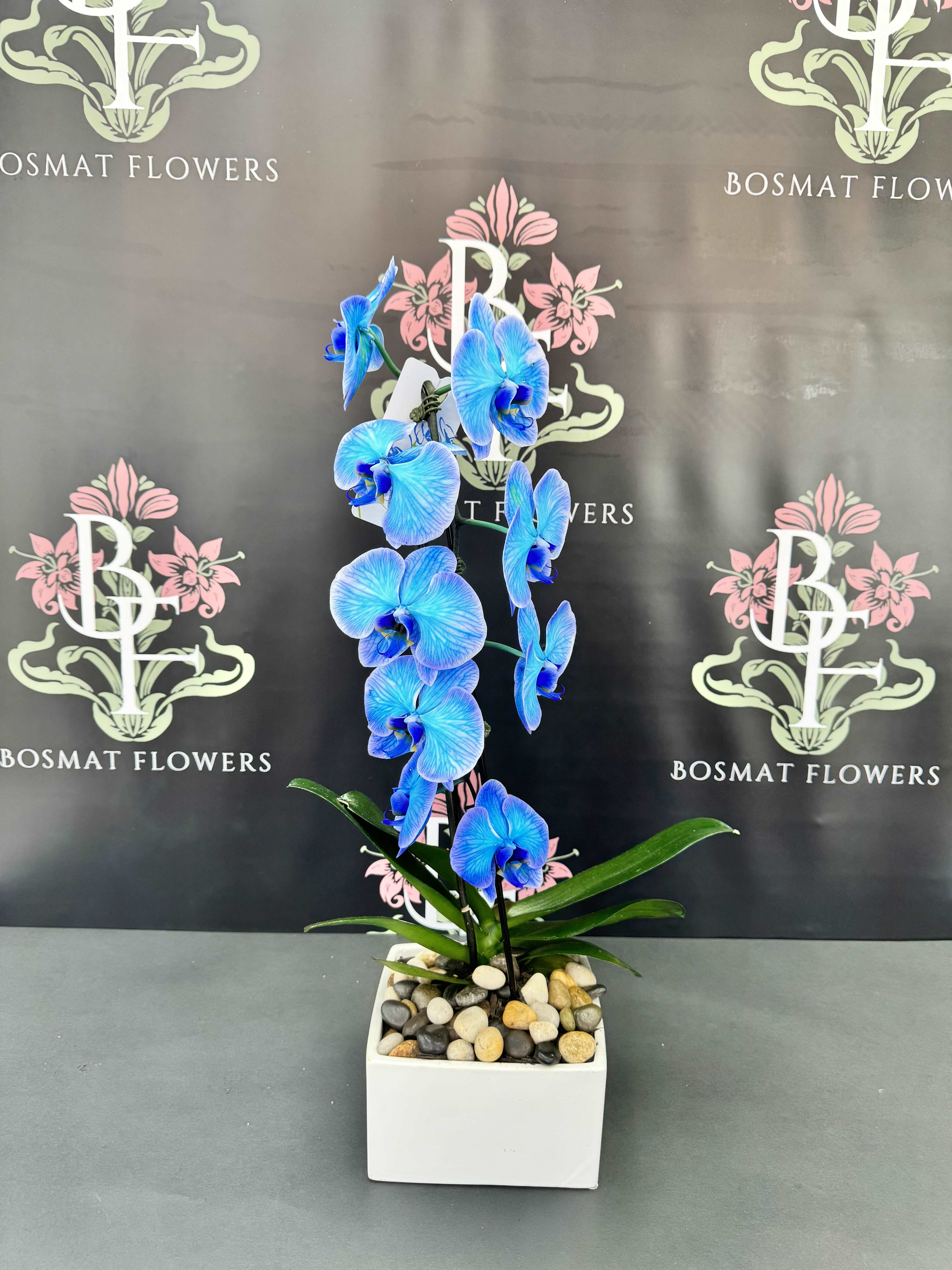 Blue orchid plant in a white square pot with decorative stones