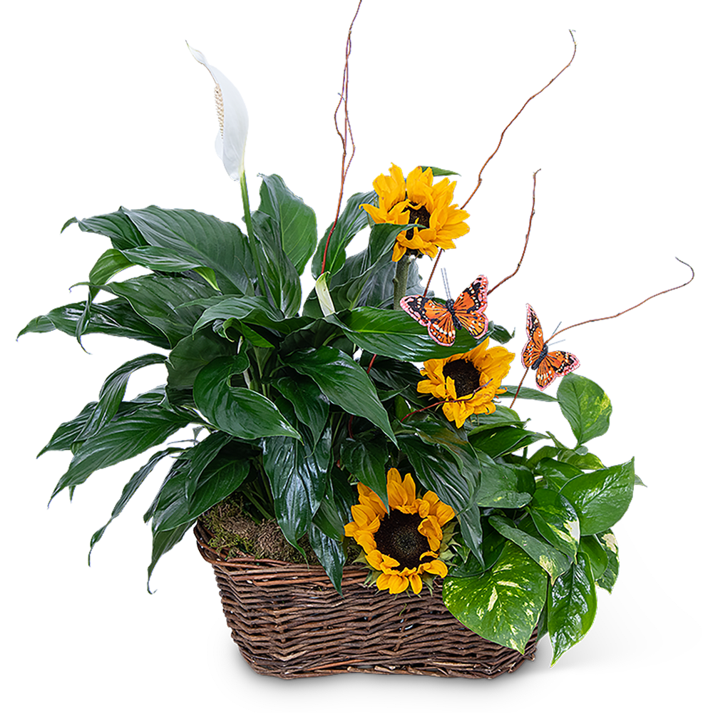 Potted peace lily and sunflowers in a wicker basket with butterfly picks