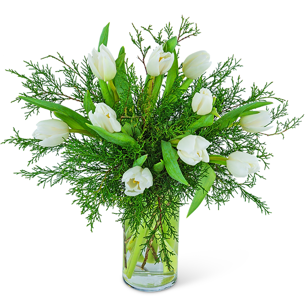 White tulips arranged in a clear glass vase with airy greenery