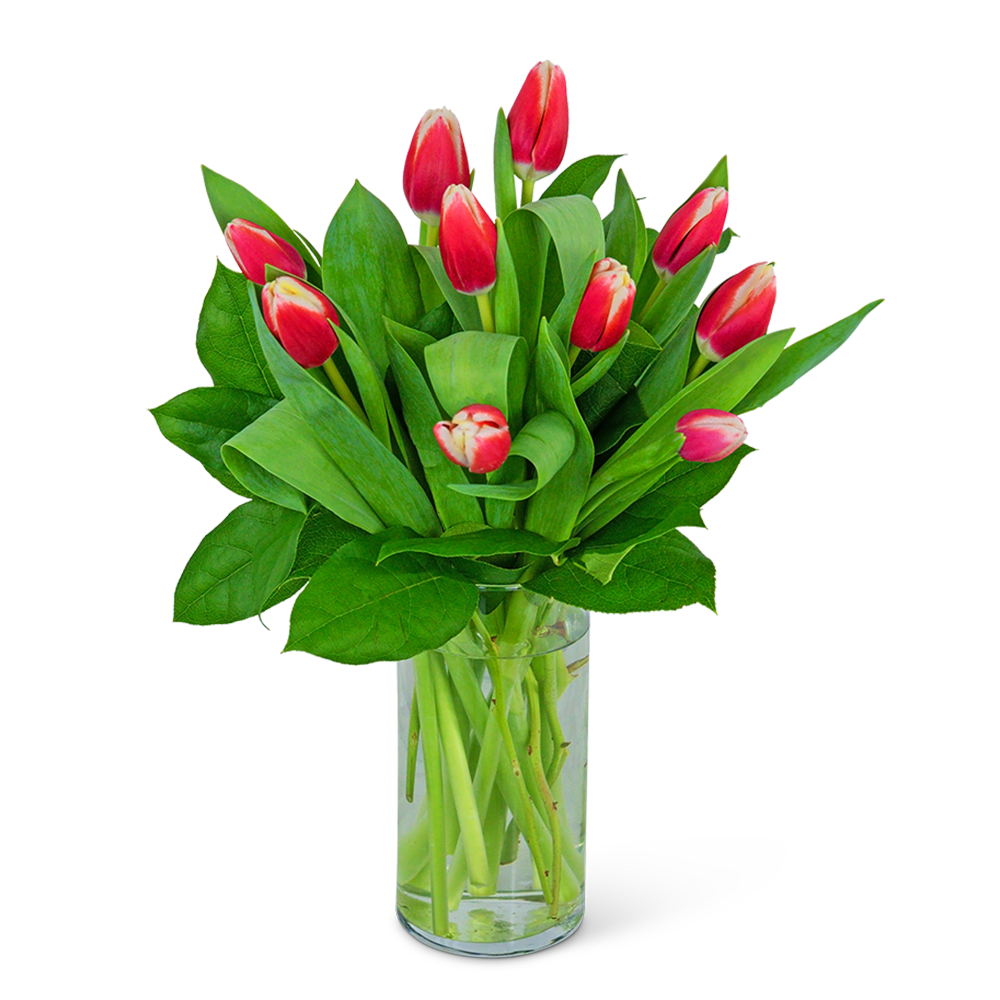 Pink tulips arranged in a clear glass vase