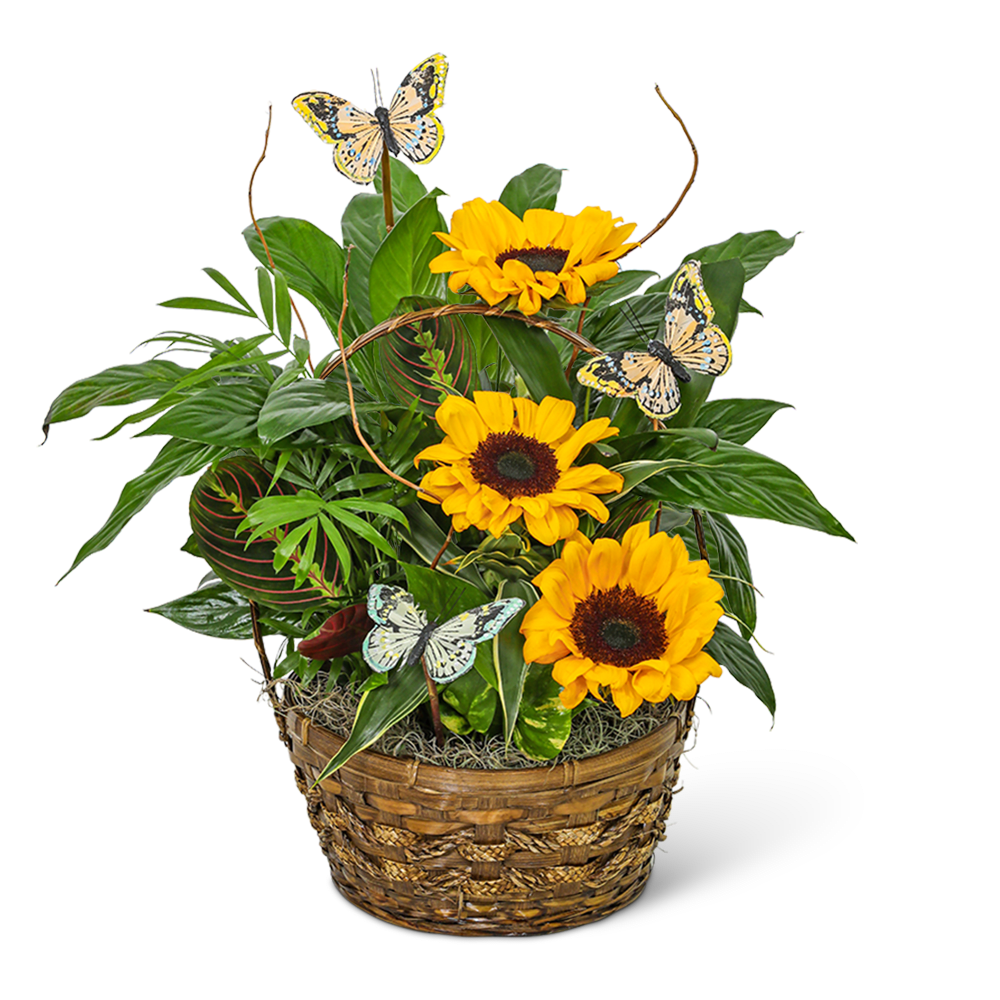 Sunflower arrangement in a woven basket with butterfly picks