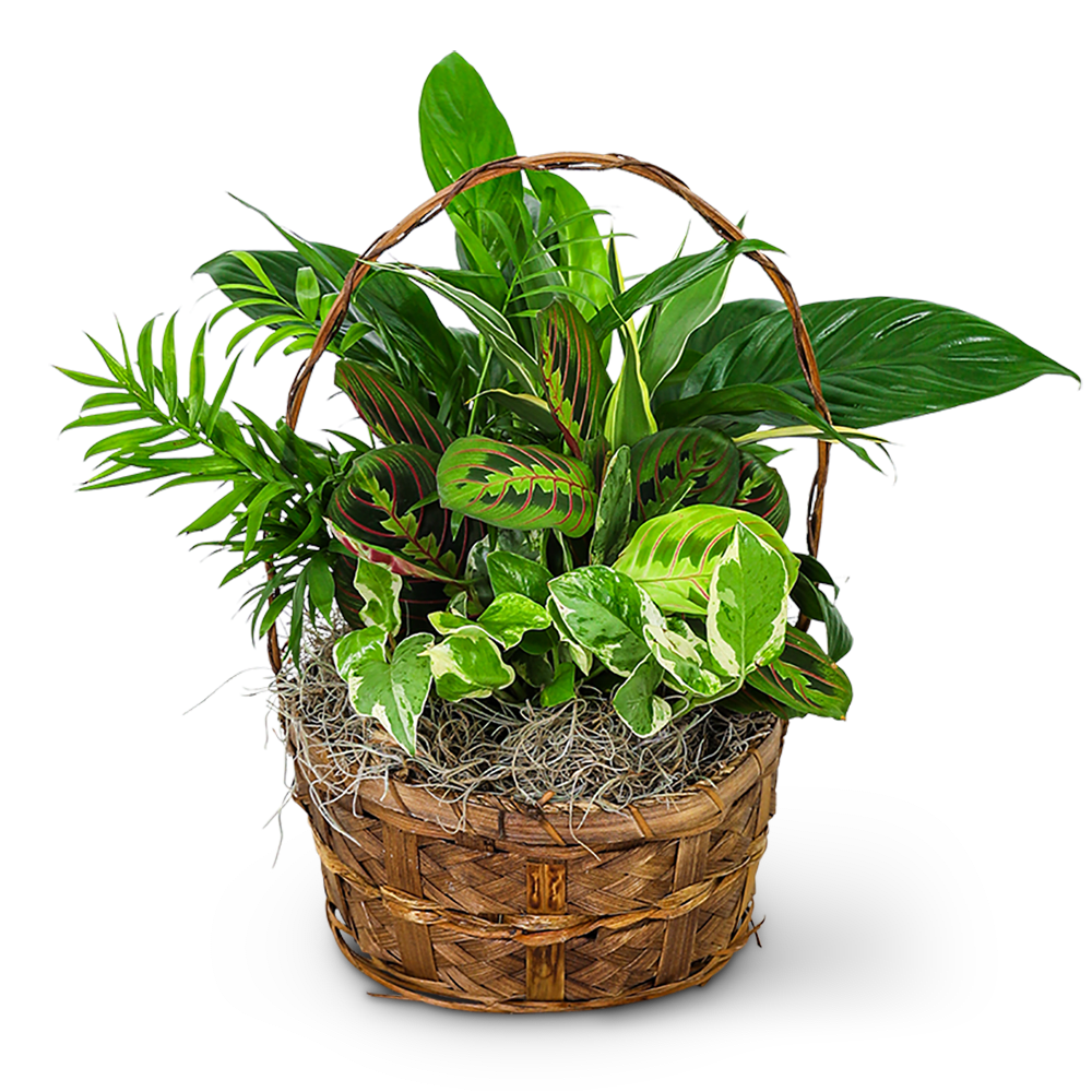 Basket of assorted green houseplants with a woven handle
