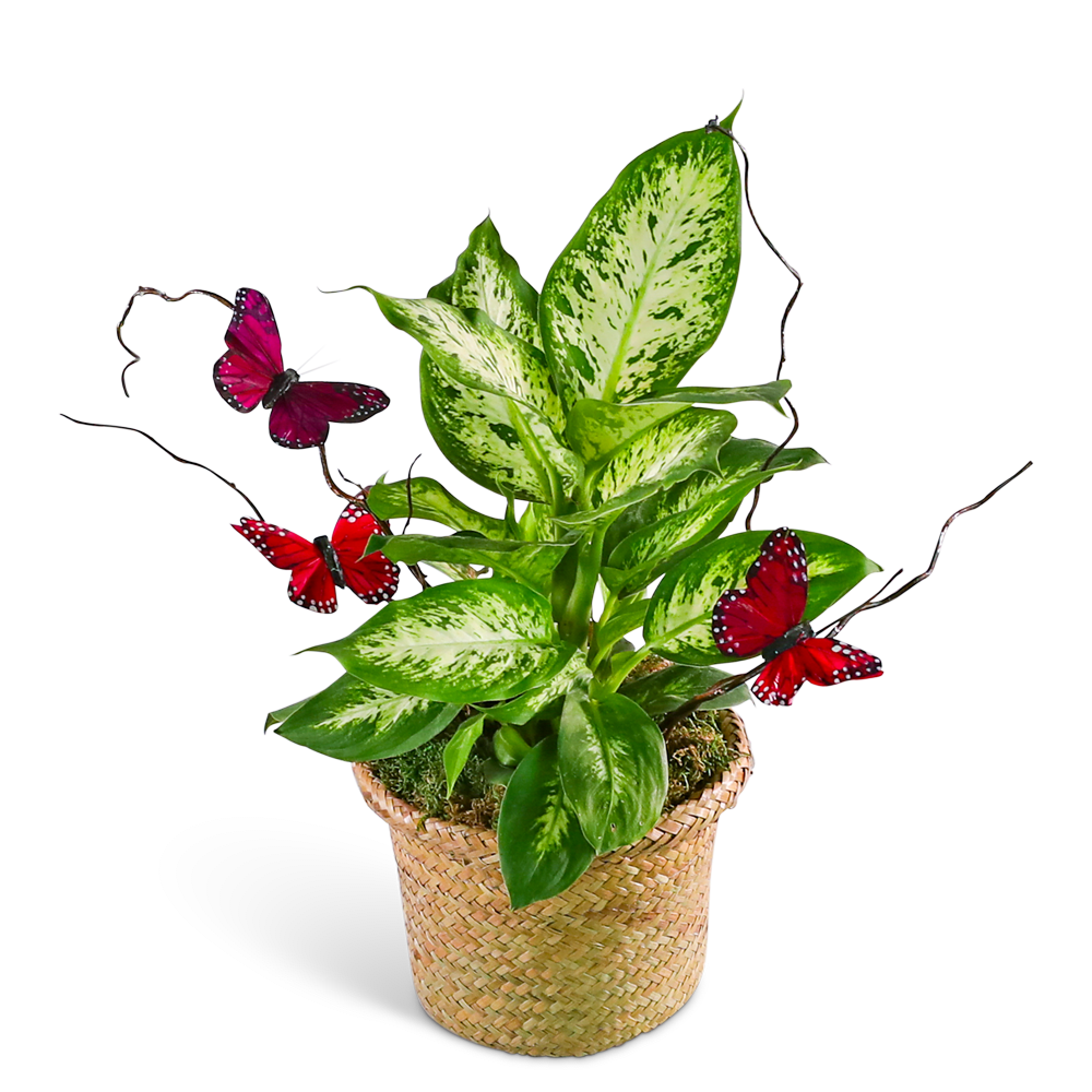 Potted variegated houseplant in a woven basket with decorative butterflies