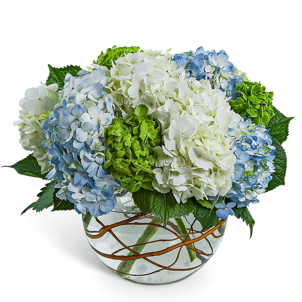 Blue and white hydrangea arrangement in a round glass vase